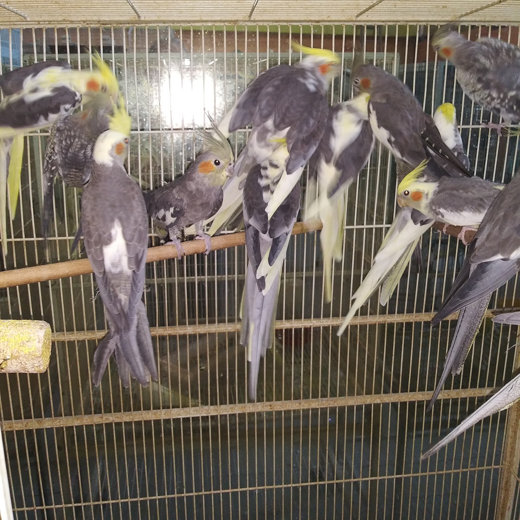 Neighborhood Petshop II Hialeah