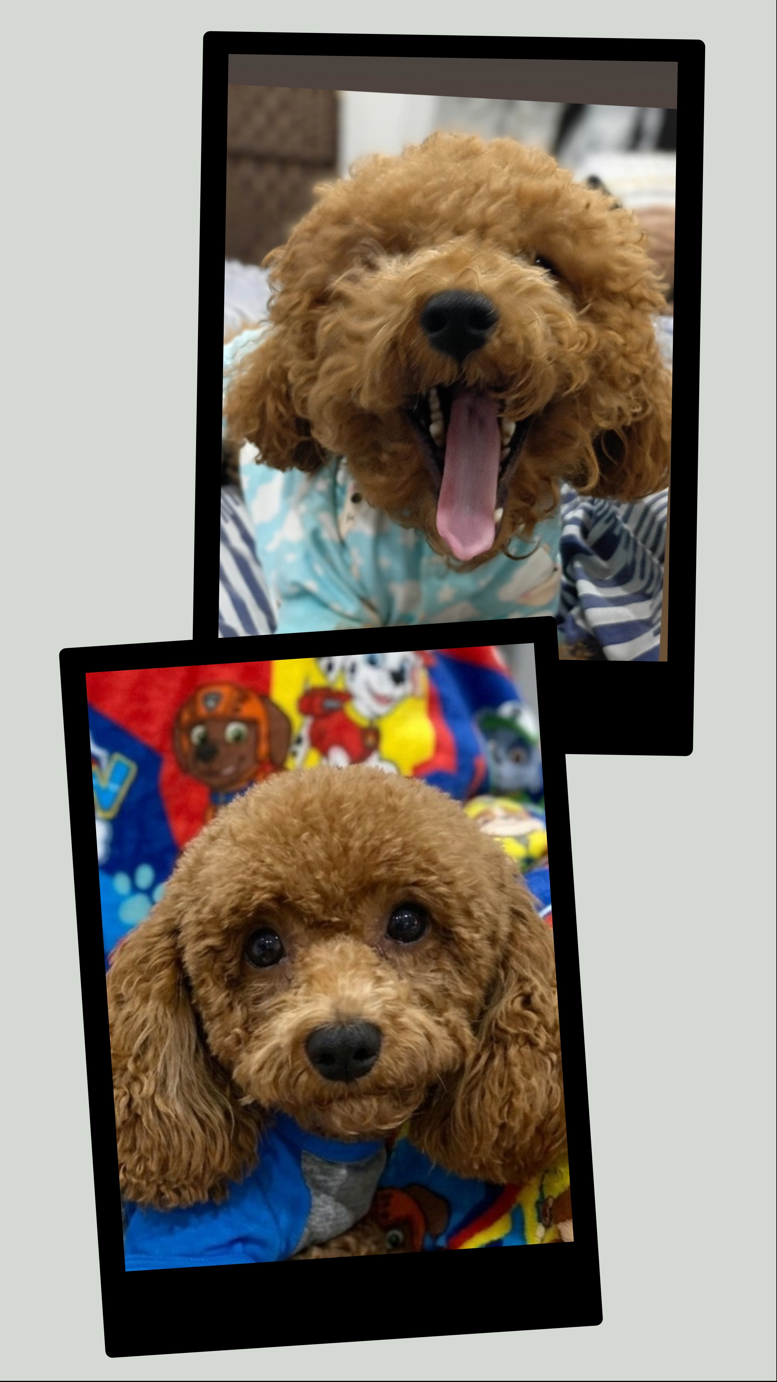 FASHION PET BEAUTY SALON Hialeah