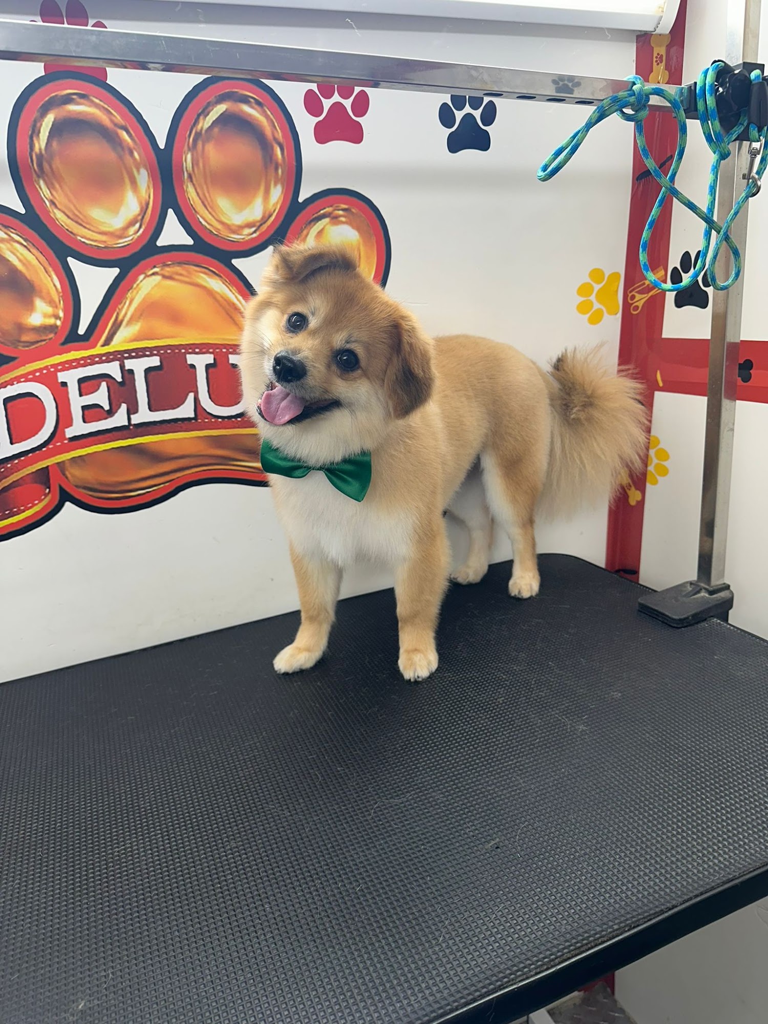 Deluxe Mobile Pet Grooming Hialeah
