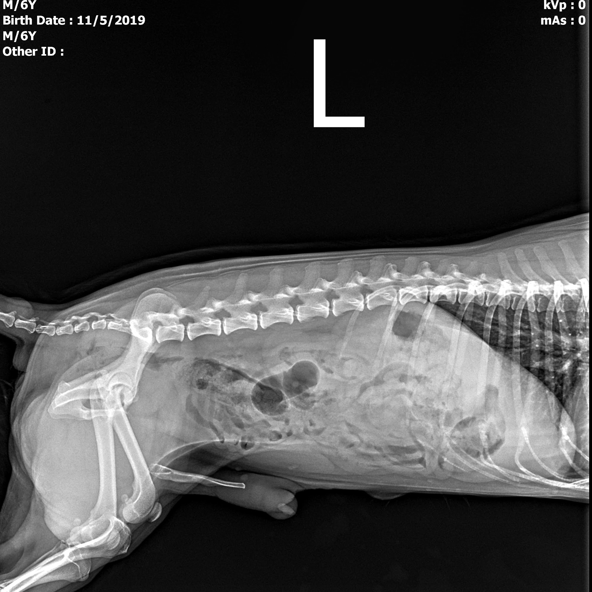 A & D Animal Hospital Hialeah