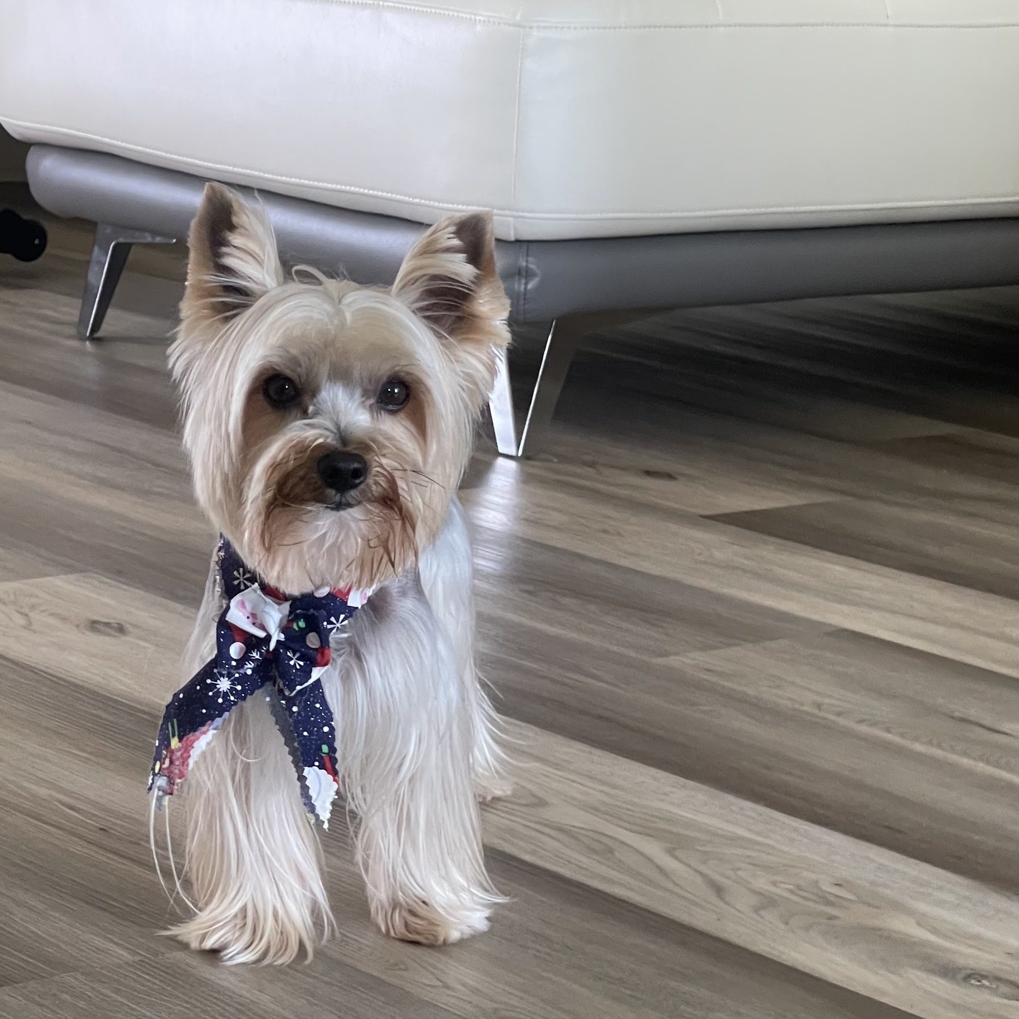 LAS TRES YE MOBILE PET GROOMING Hialeah