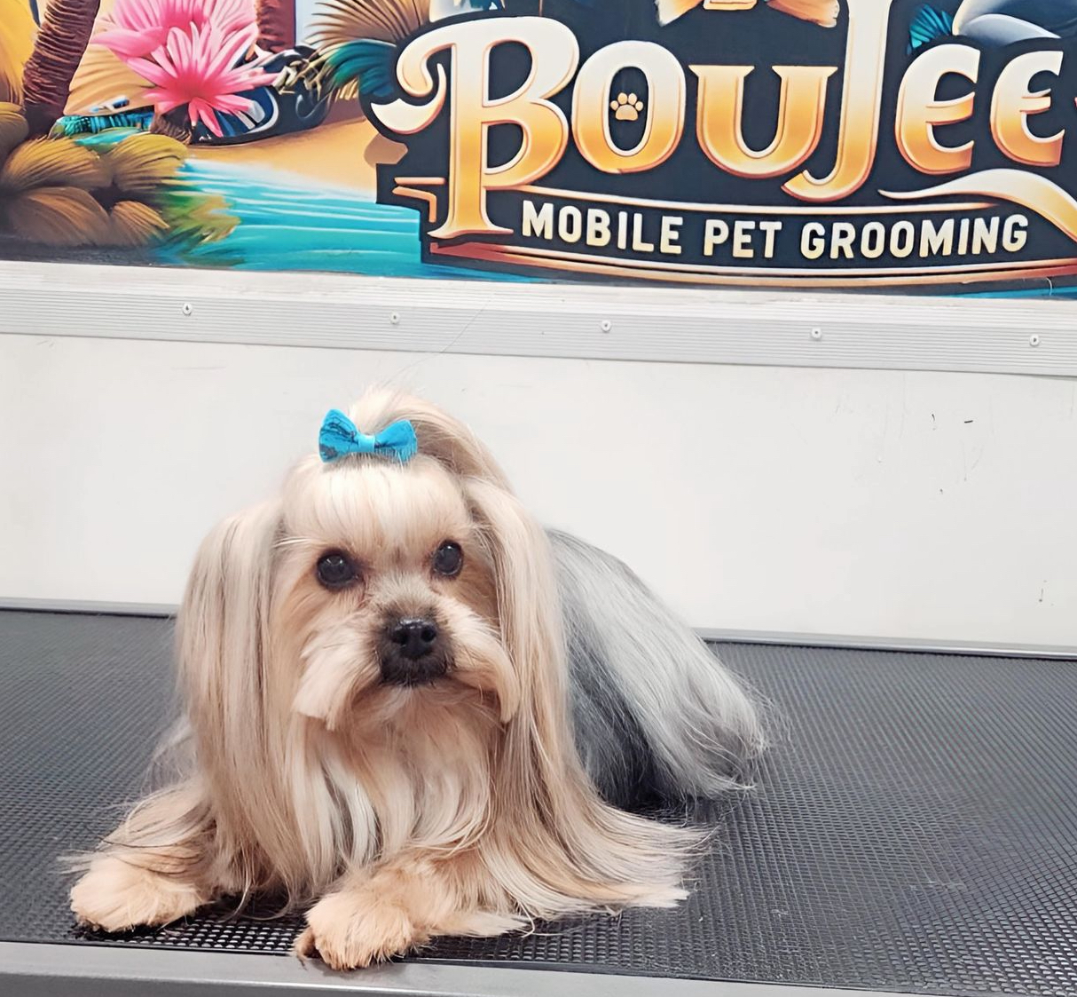 Boujee Mobile Pet Grooming 1165 W 49th St #205, Hialeah, FL 33012