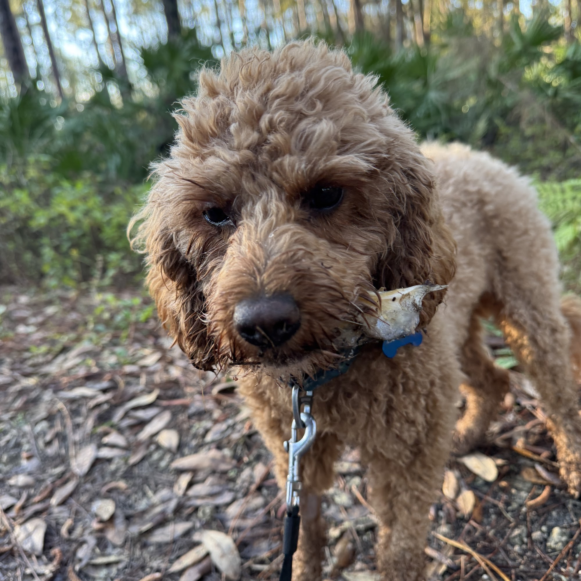 High Springs Animal Hospital High Springs