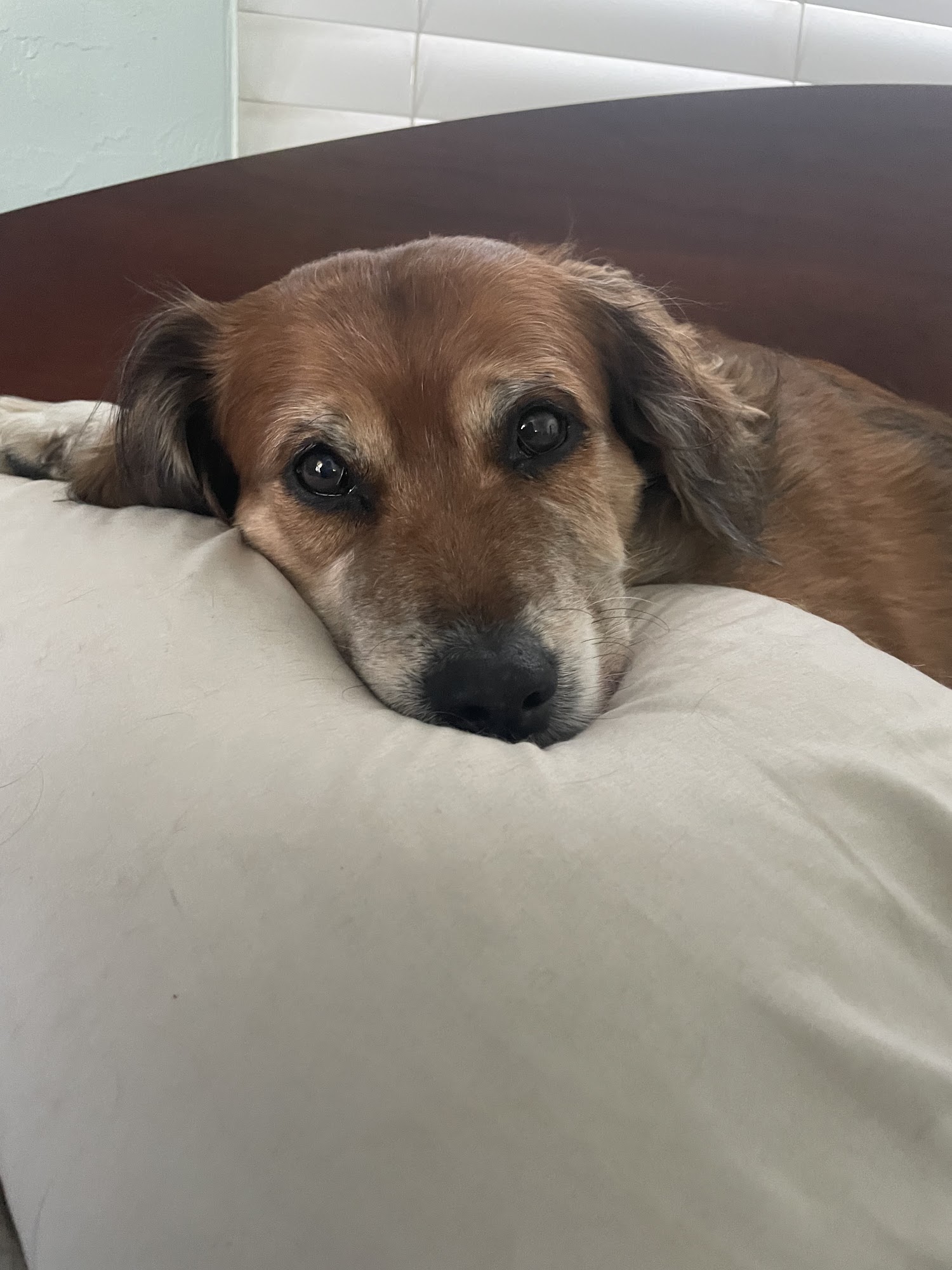 Glen Springs Veterinary Center High Springs