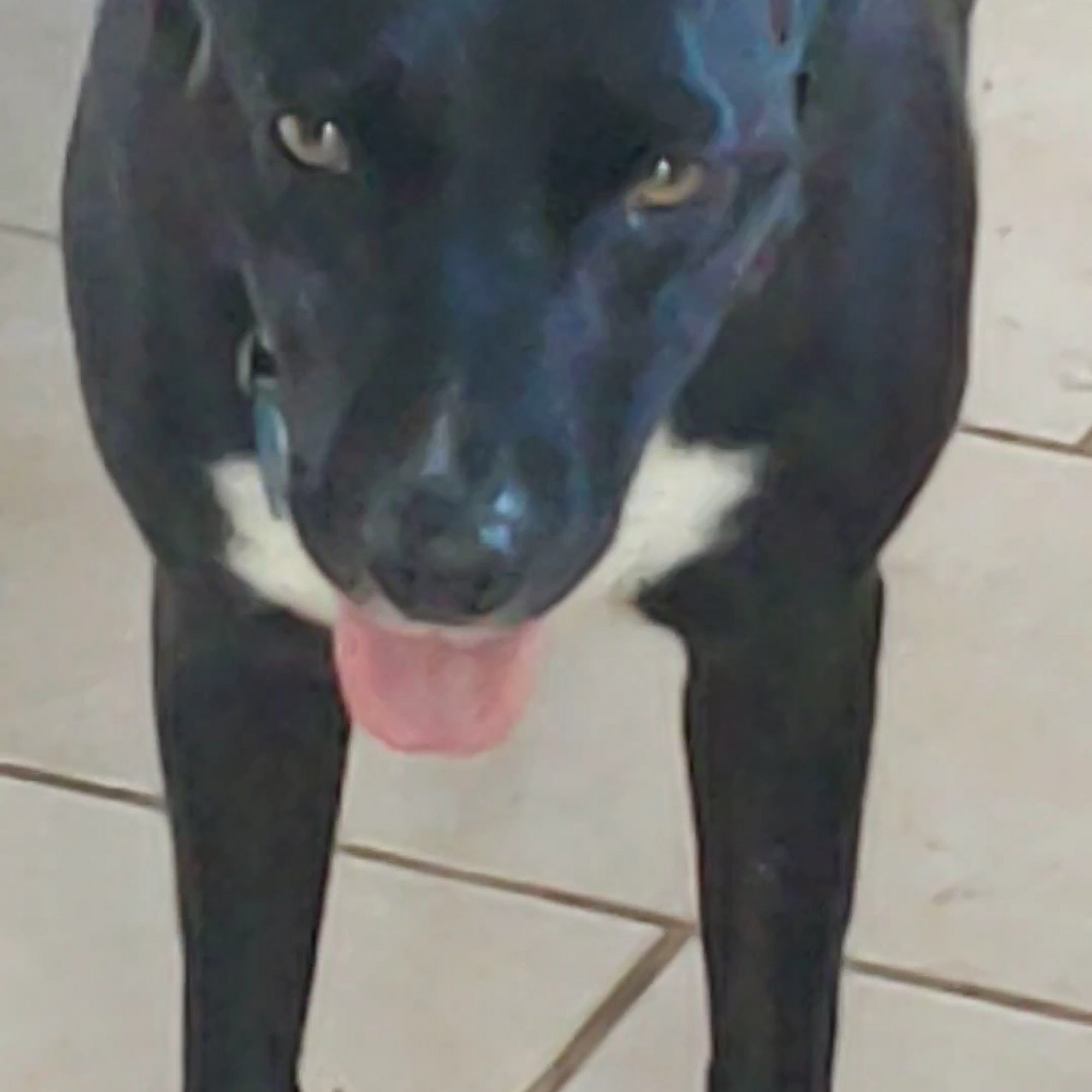 Glen Springs Veterinary Center High Springs