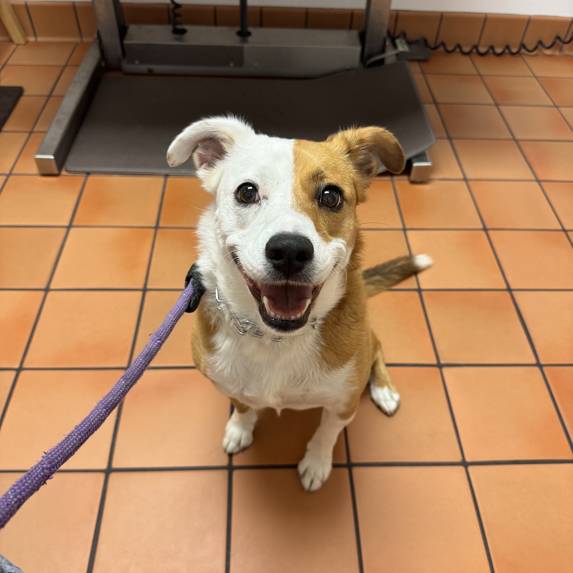 Federal Animal Hospital Hobe Sound