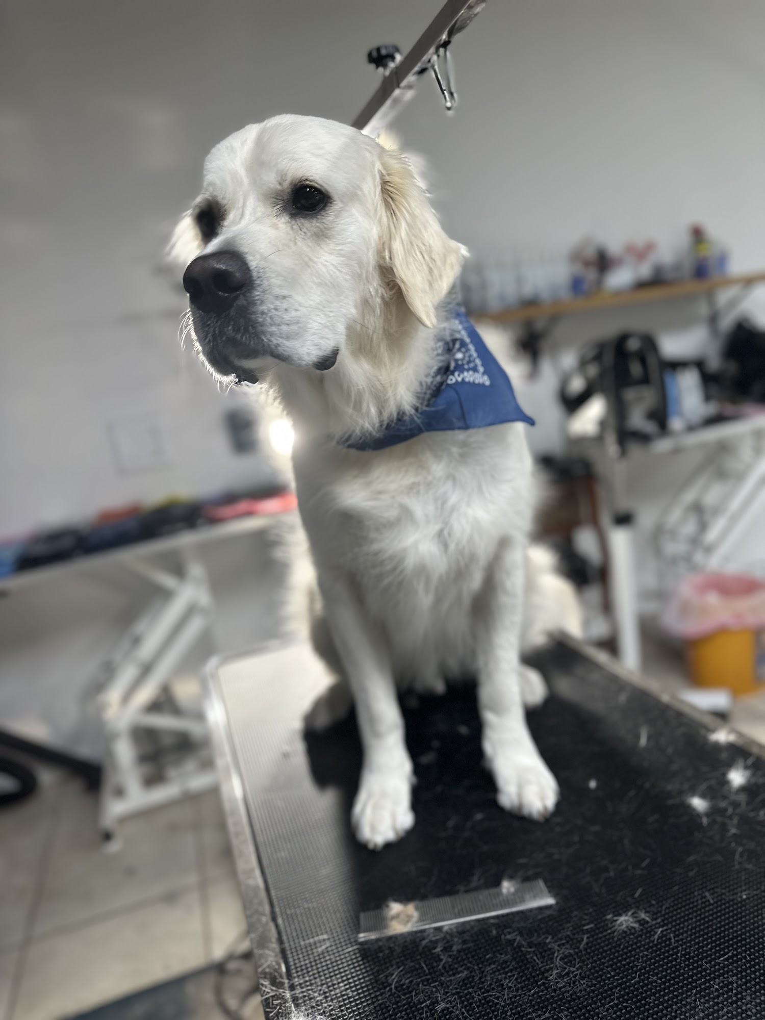 Hobe Sound Dog Grooming Hobe Sound