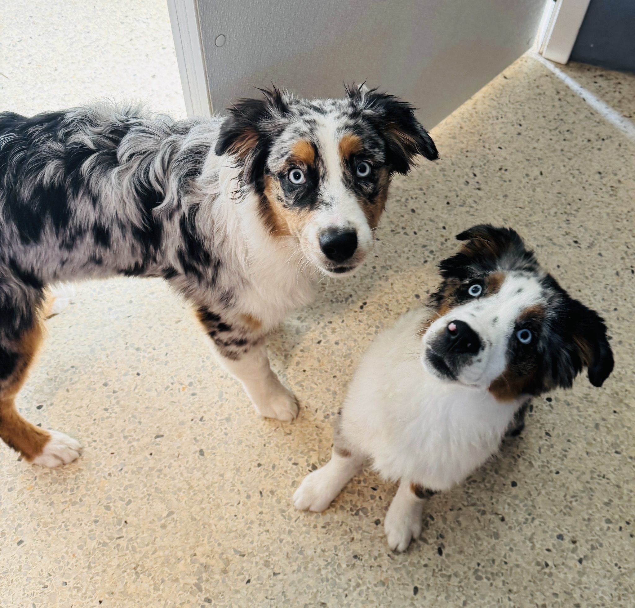 Hobe Sound Country Club Kennels, LLC Hobe Sound