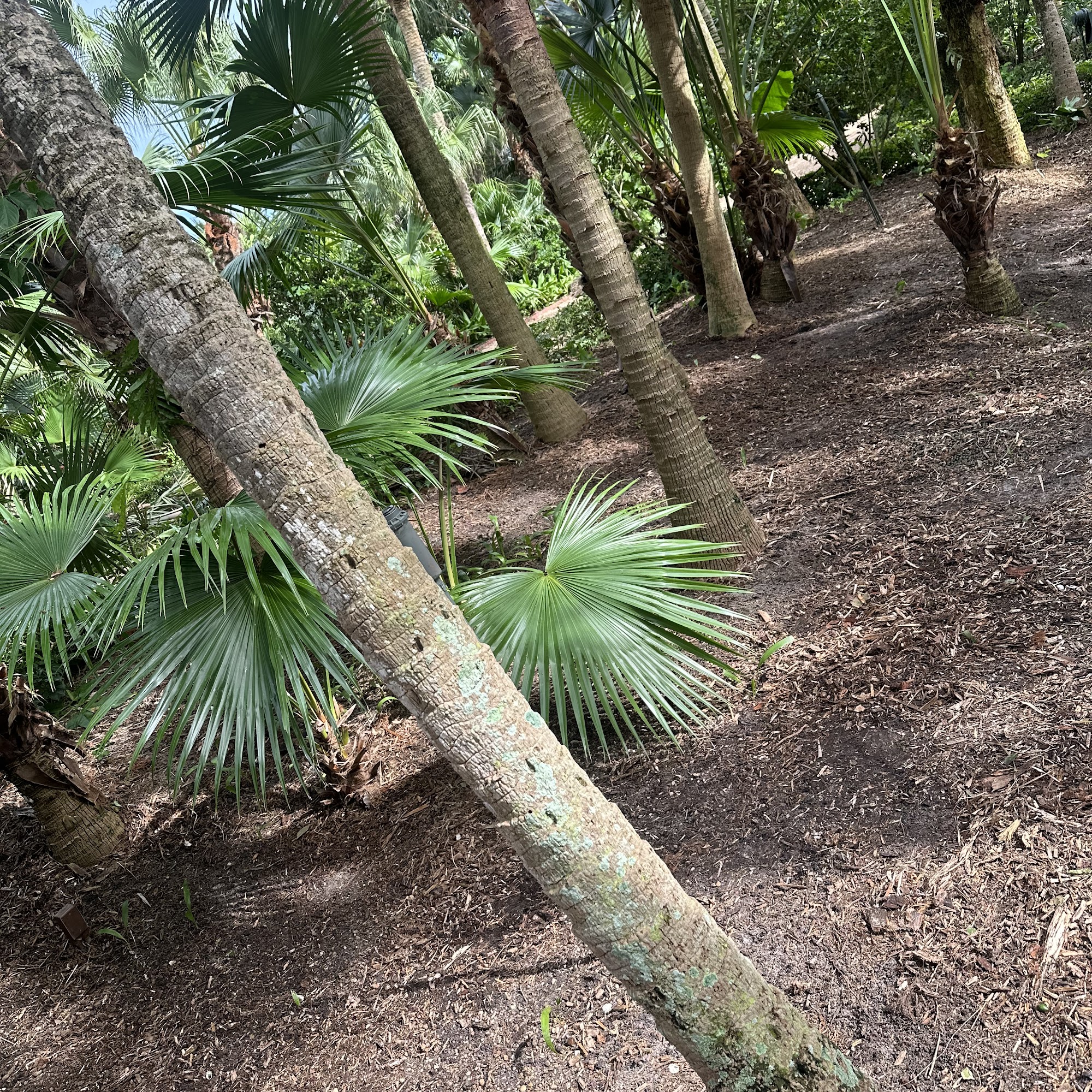 Roderick Tree Service, LLC 8546 SE Eucalyptus Way, Hobe Sound Florida 33455