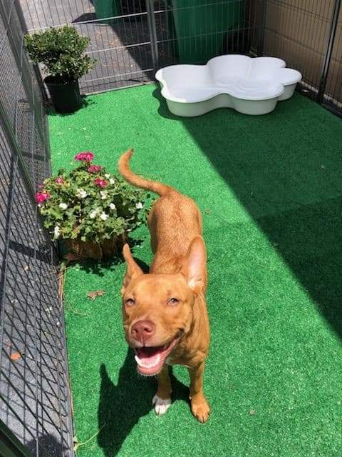 Angel Care Pet Grooming Spa Holly Hill