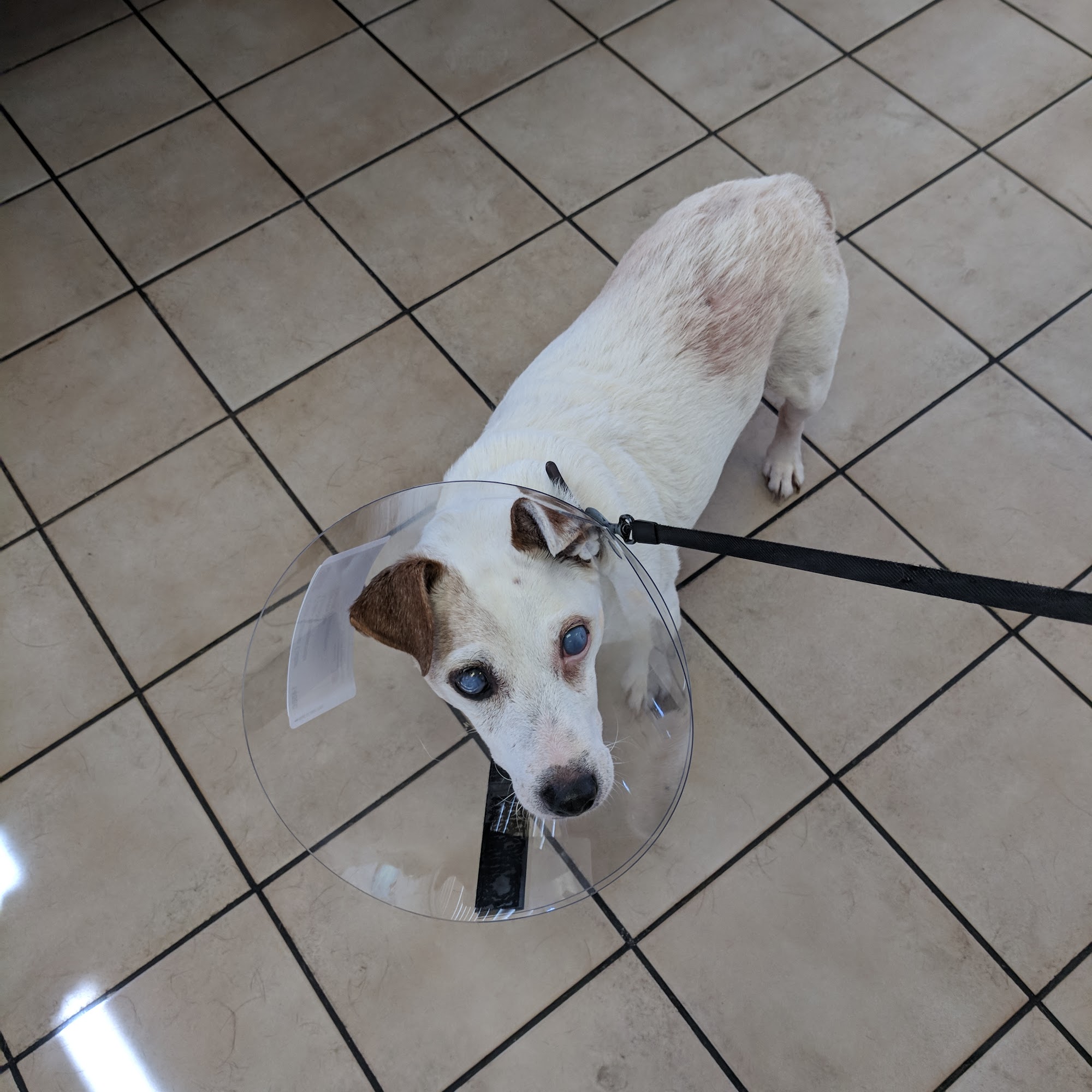 Farley Veterinary Clinic Hollywood