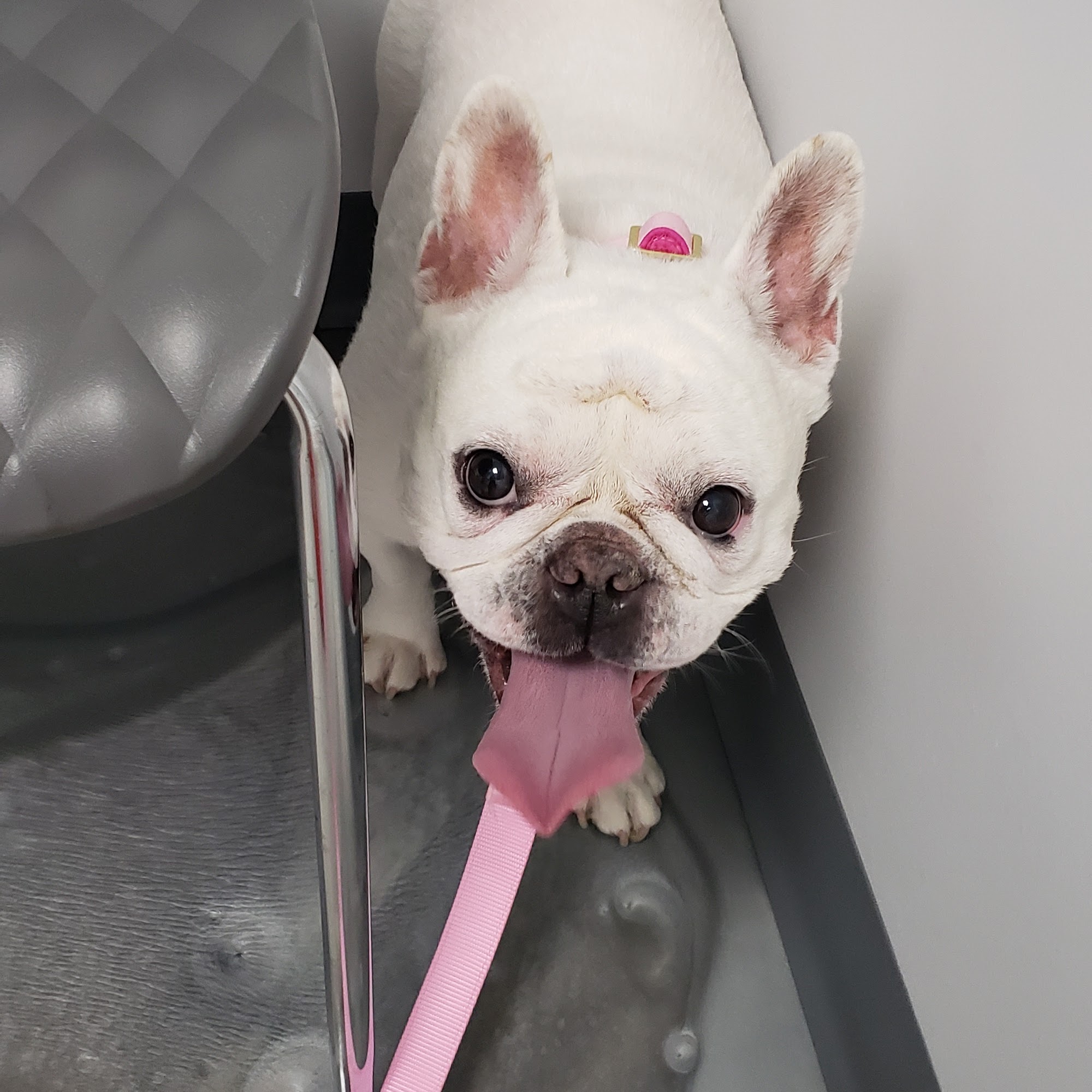 Just Paws Animal Hospital Hollywood