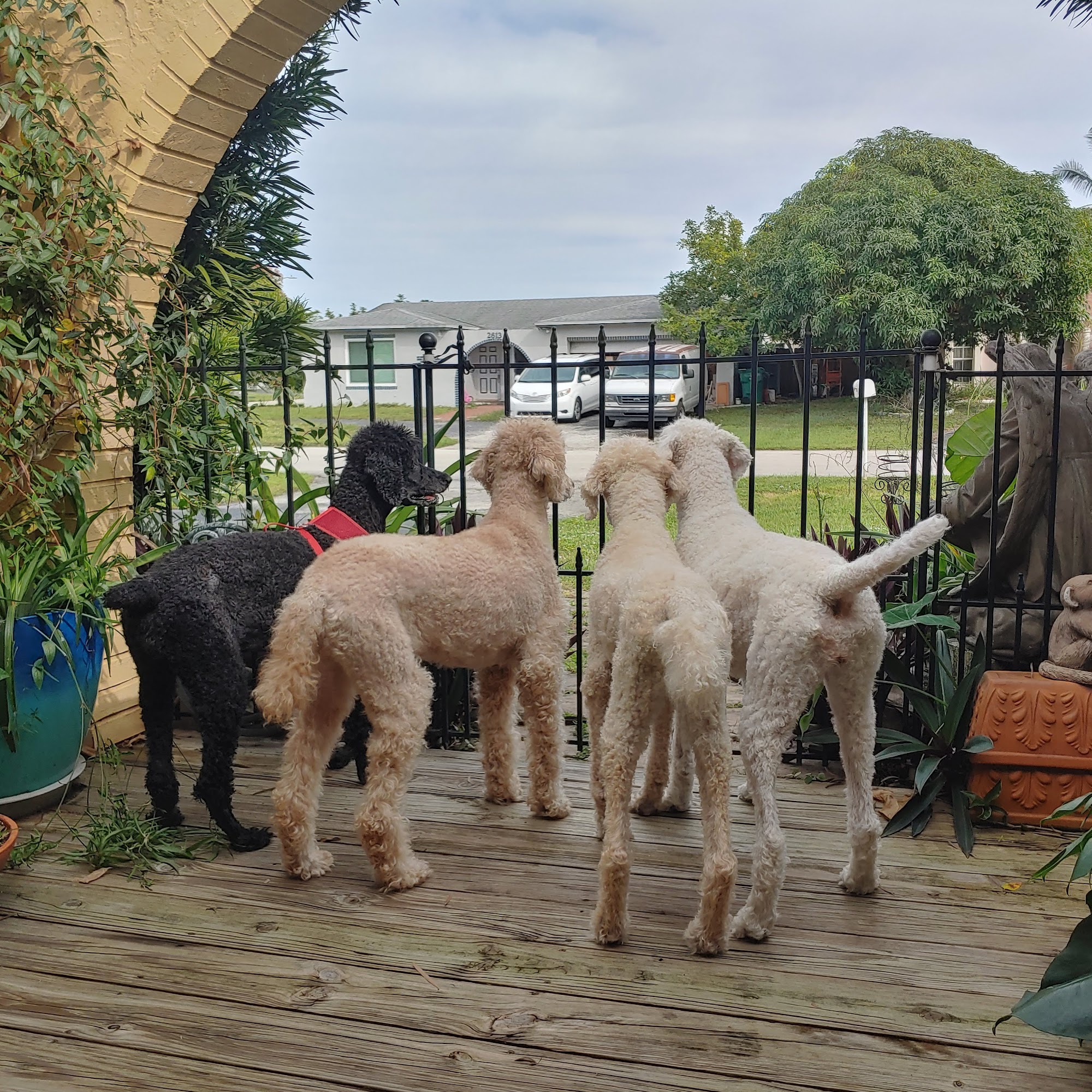 Drs. Stacey and John Eccher, VMD Hollywood