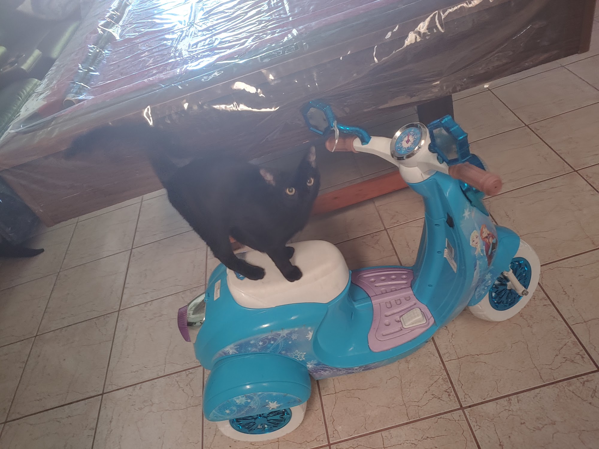 Drs. Stacey and John Eccher, VMD Hollywood