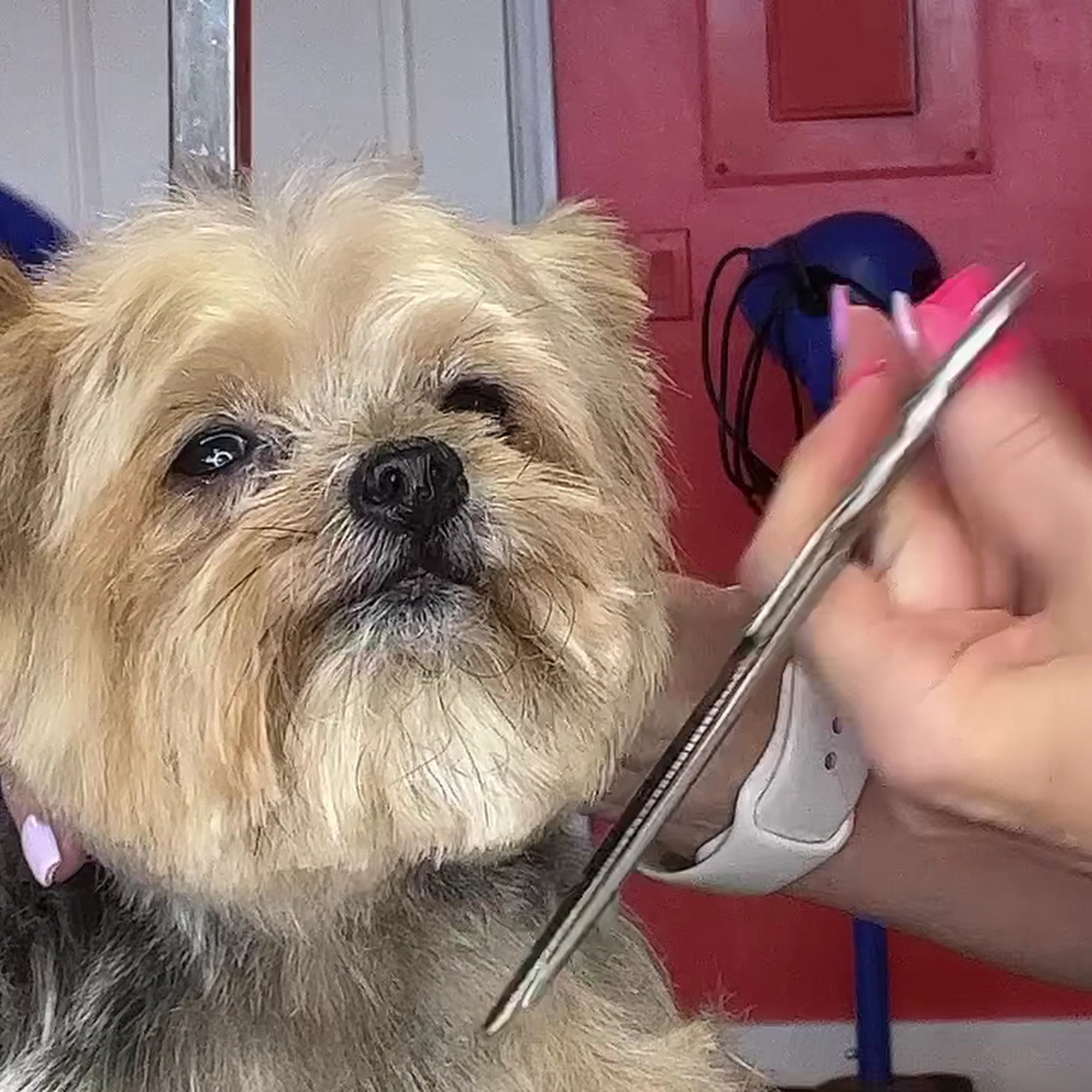 Tail Waggers Pet Grooming Hollywood