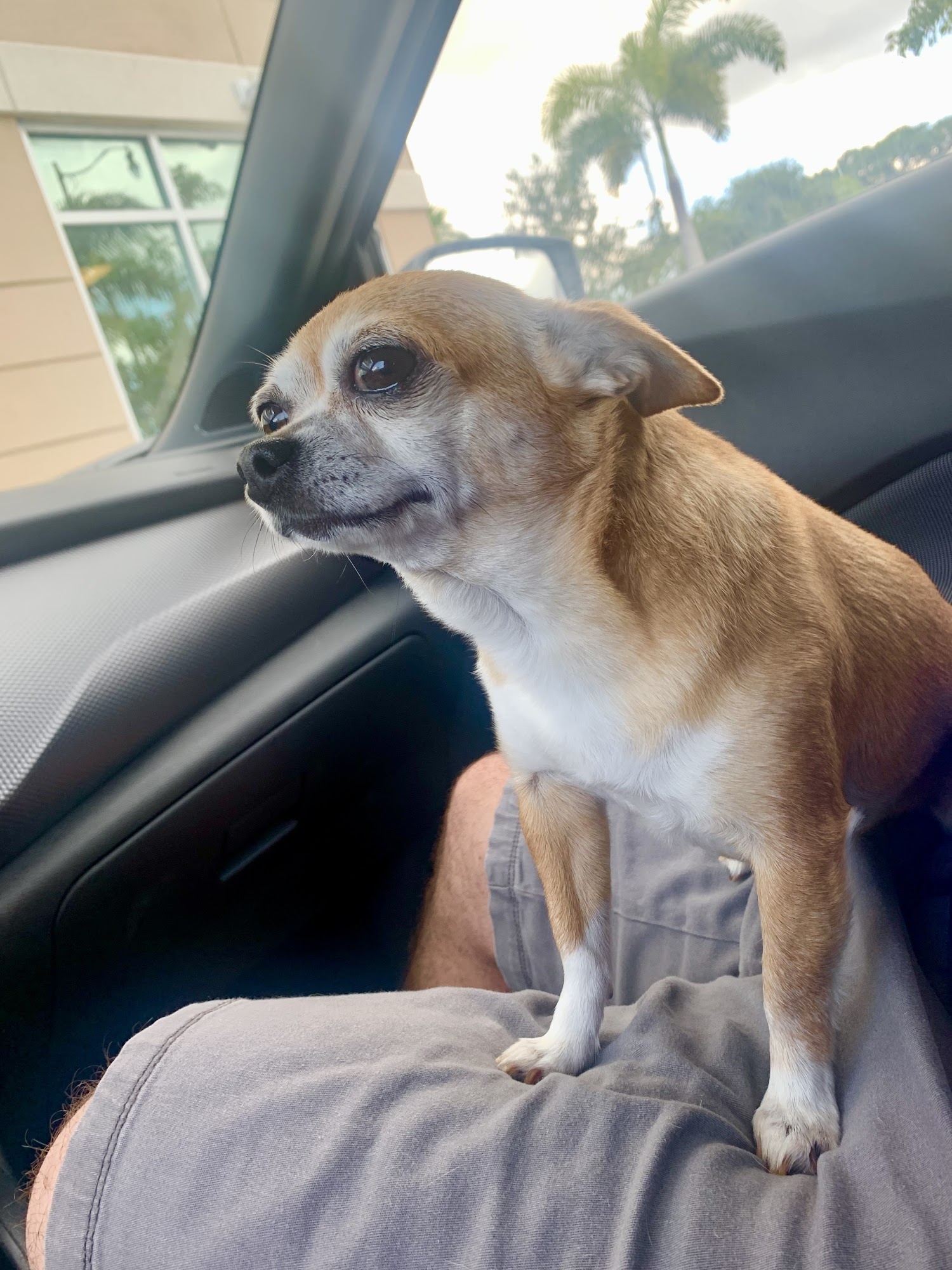 The Ultimate Pet Grooming & Spa Hollywood