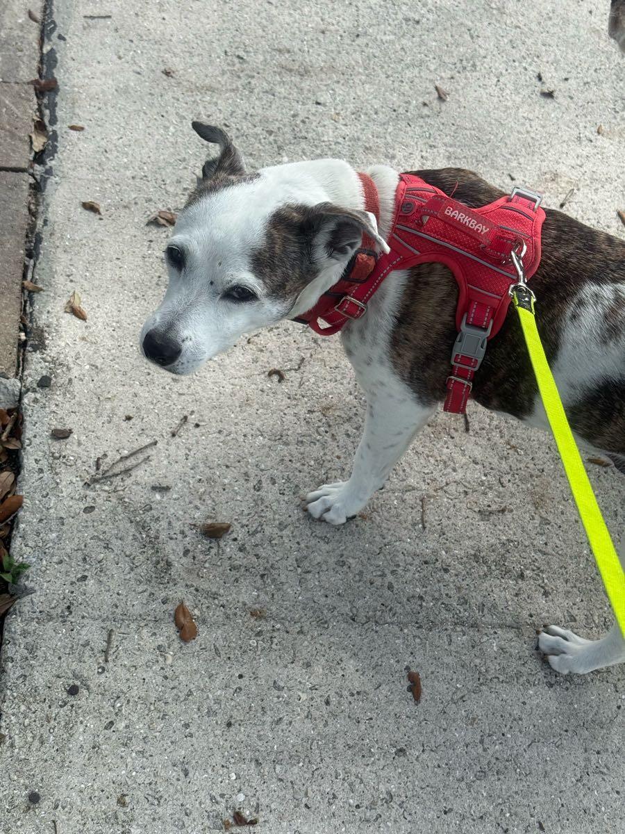 A Paw Above Hollywood