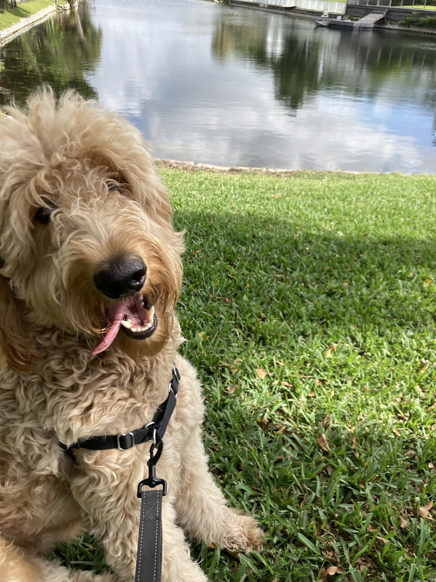 Whach-A-Pet. Professional Pet Sitting In Your Home. Serving Hollywood For Over Thirty-Five Years. Hollywood