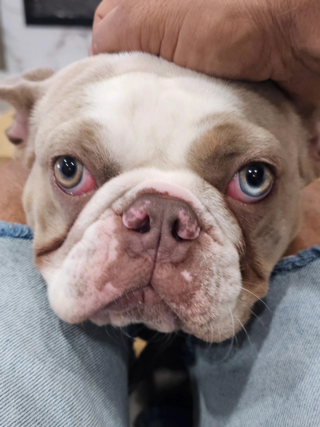 Living The Pet Life LLC. Hollywood