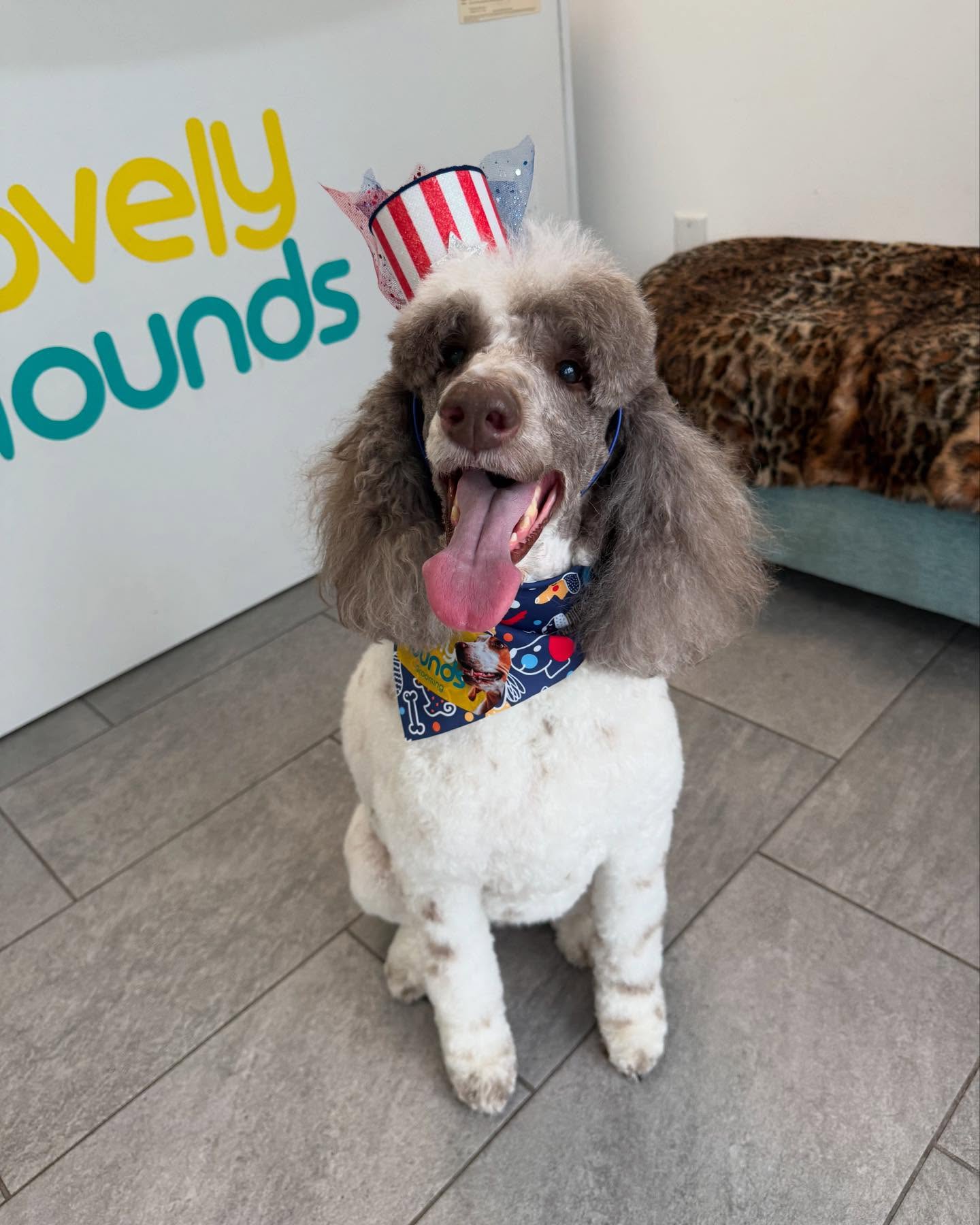 Lovely hounds Pet grooming Hollywood