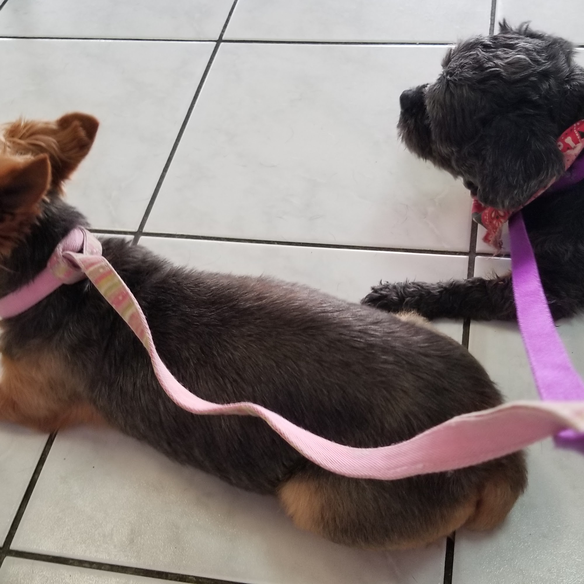 Gilley Animal Clinic Homestead