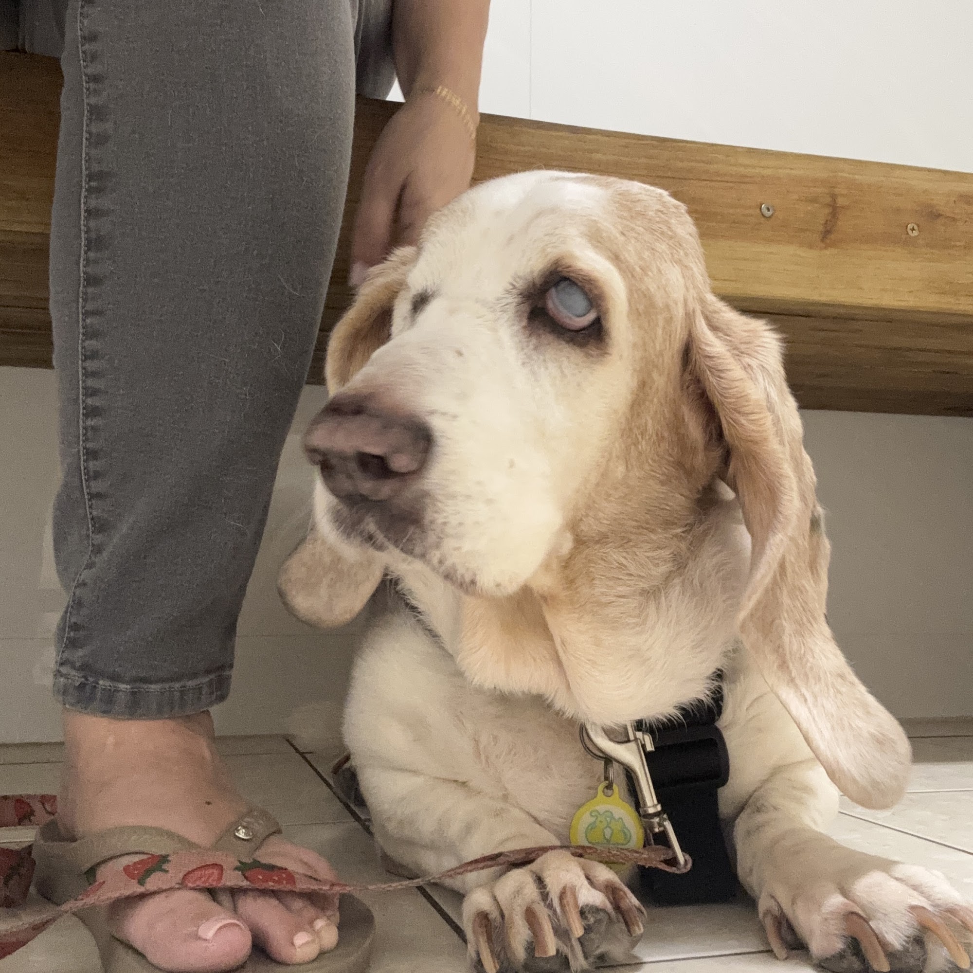 Veterinary Specialists Inc: Teresa Tucci, DVM DACVO Homestead