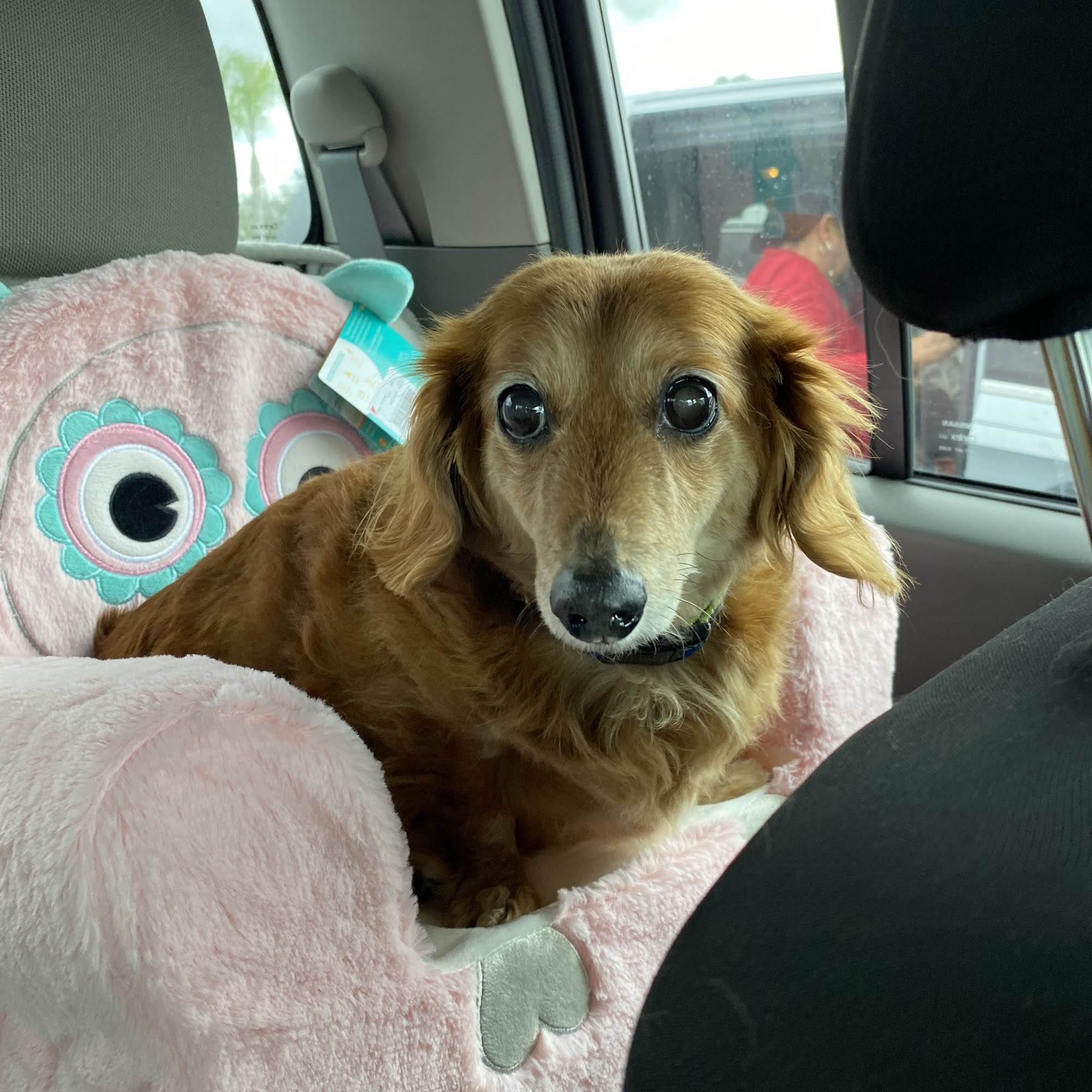 Florida Veterinary Cardiology Homestead