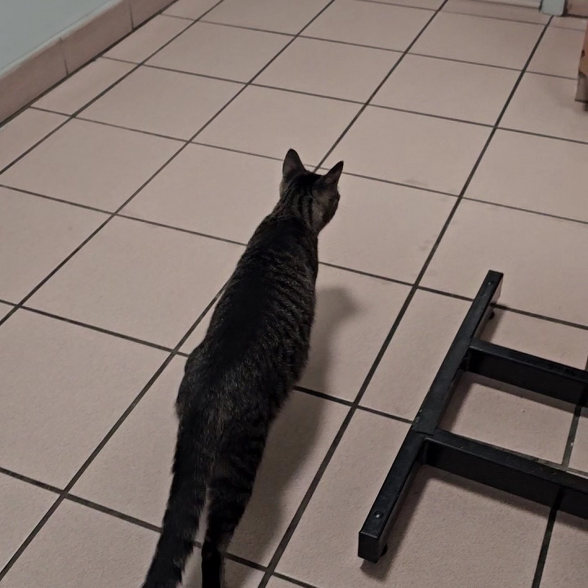 Homestead Animal Hospital Homestead