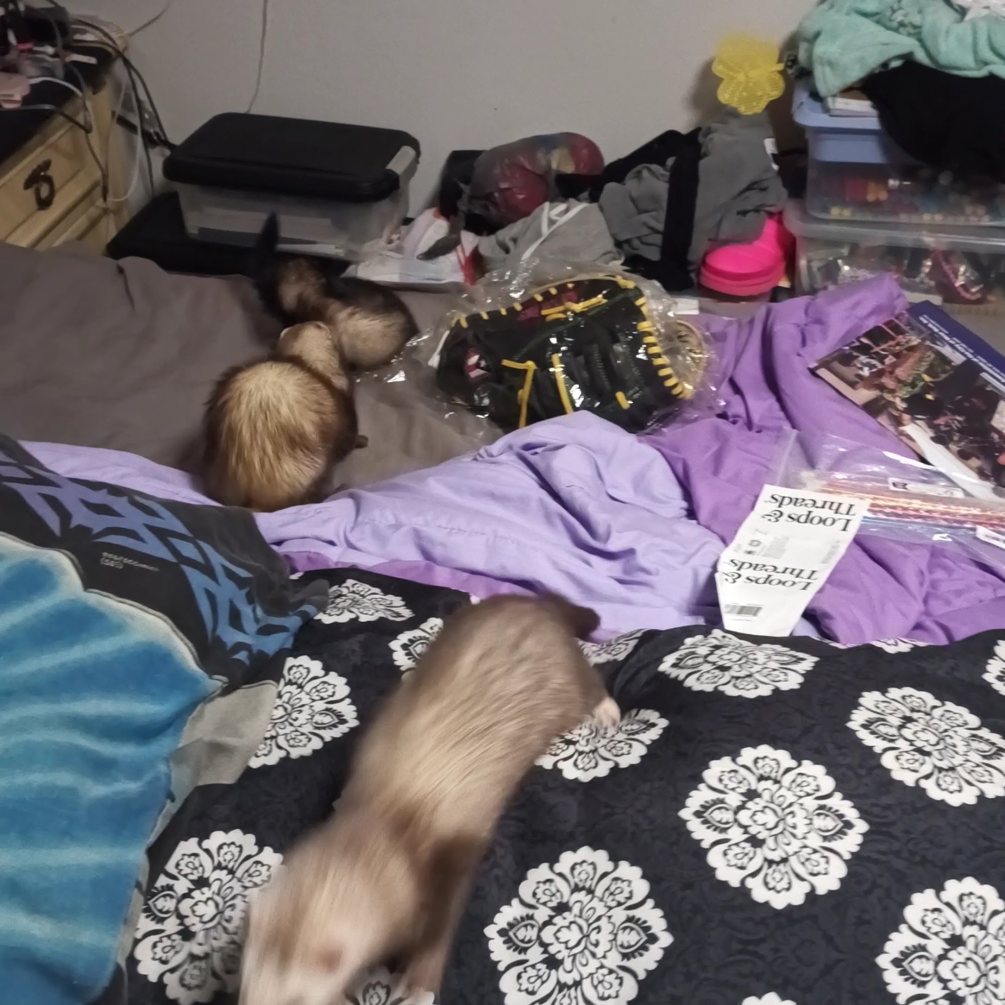 Homosassa Animal & Bird Hospital Homosassa