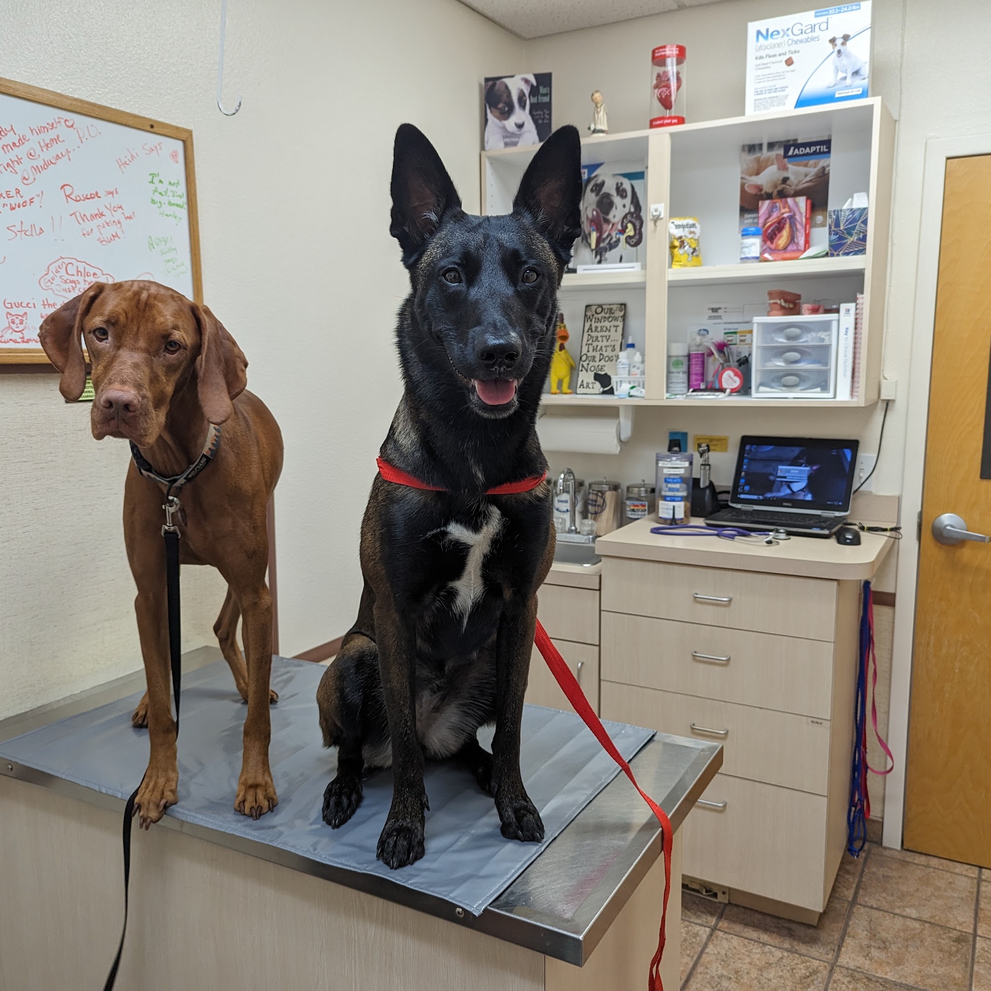 Midway Animal Hospital Homosassa