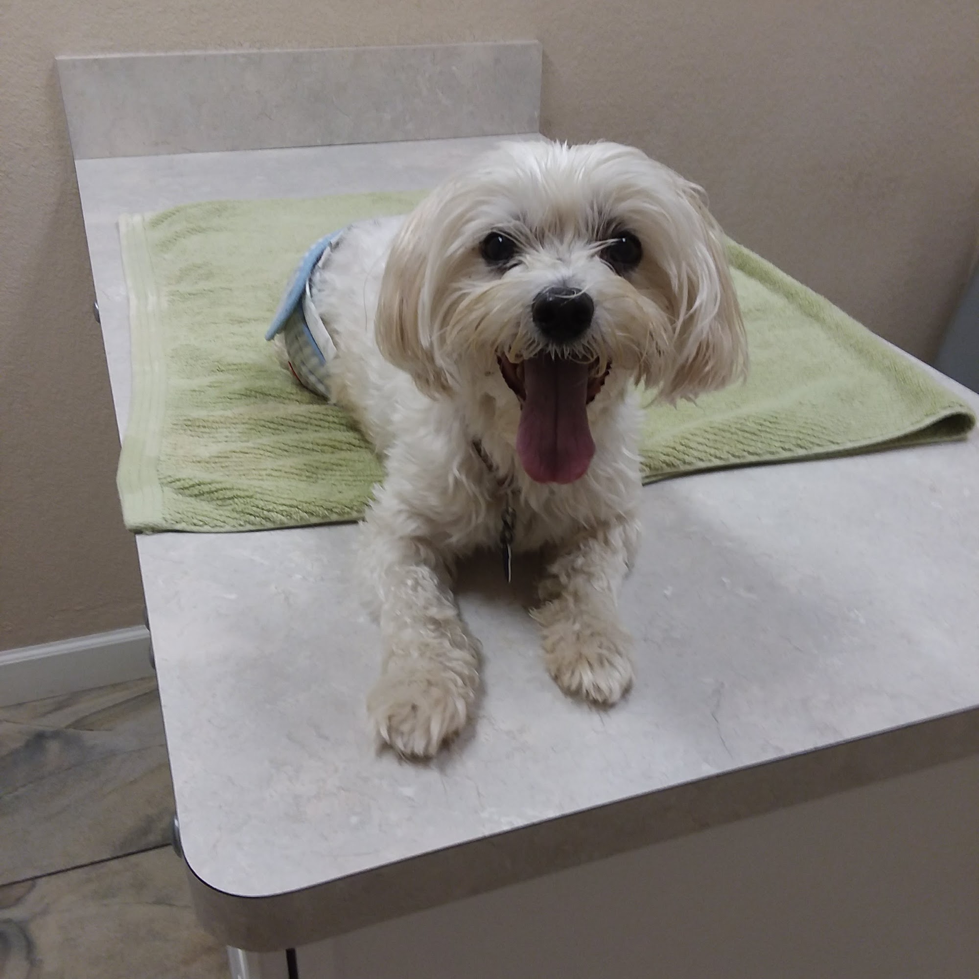 Advanced Veterinary Care of Pasco Hudson