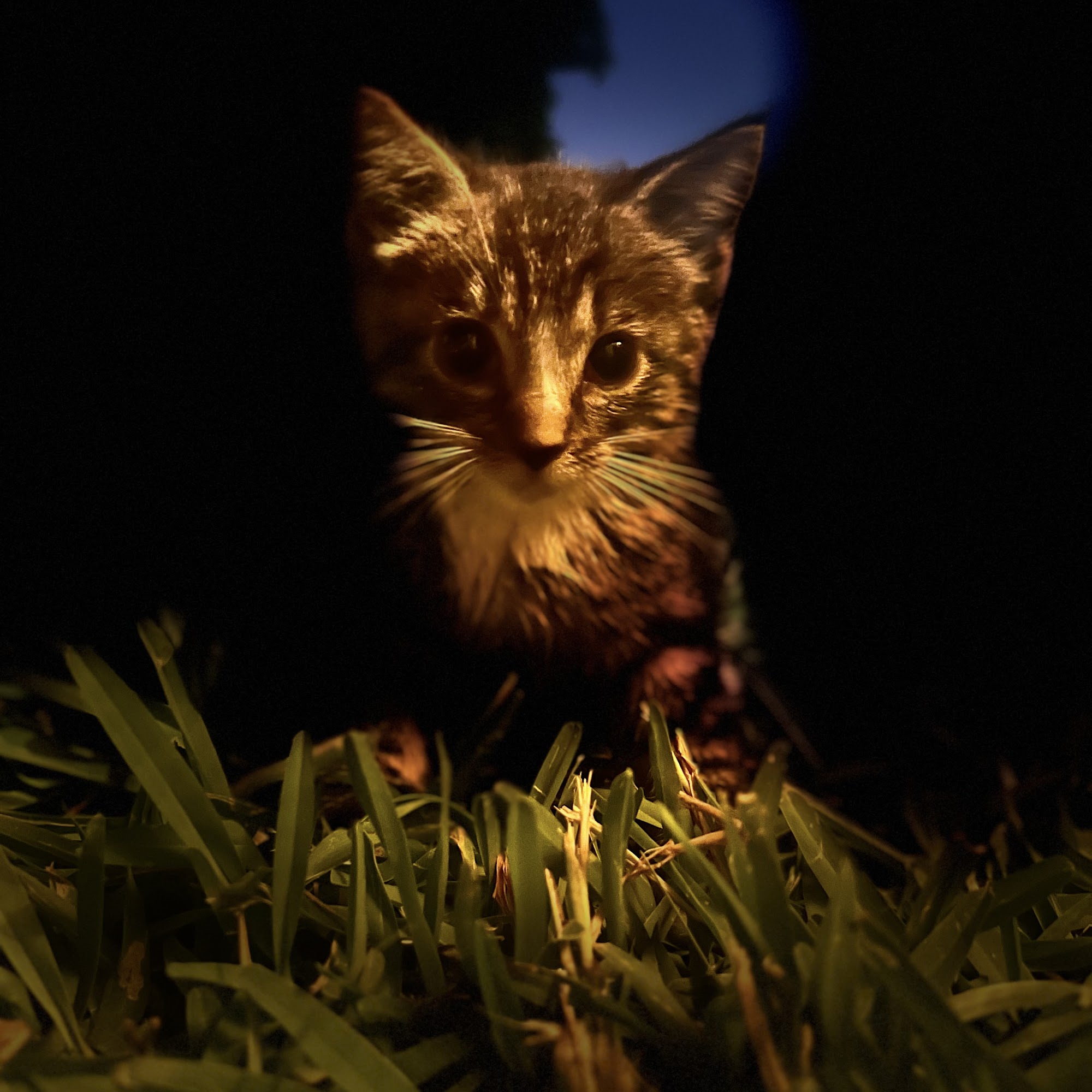 Companion Animal Hospital Hudson