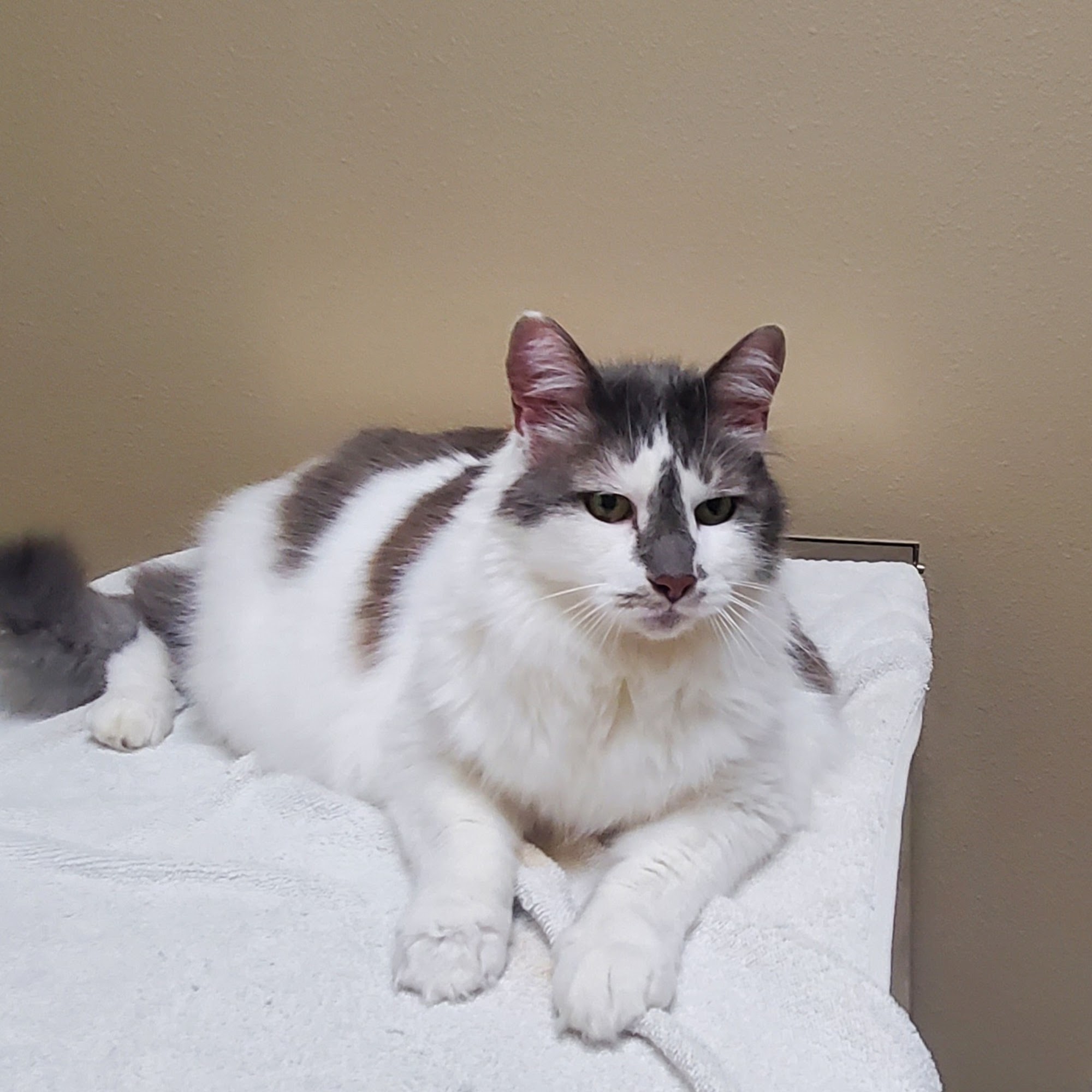 Hays Towne Veterinary Hospital Hudson