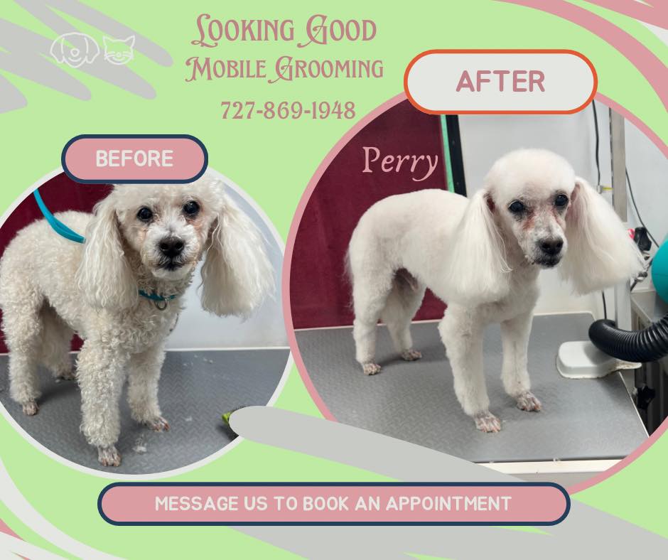 Looking Good Pet Spa Hudson