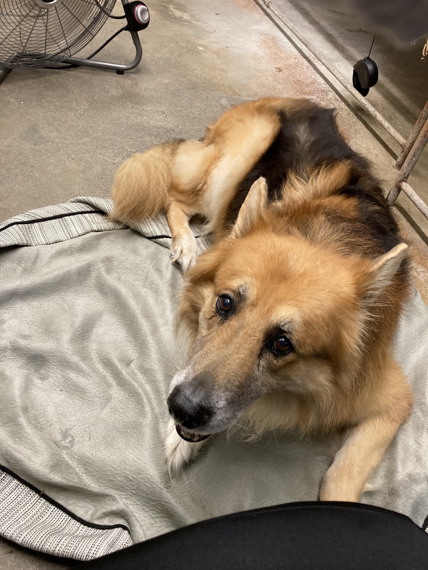 Veterinary Clinic Of Immokalee Immokalee