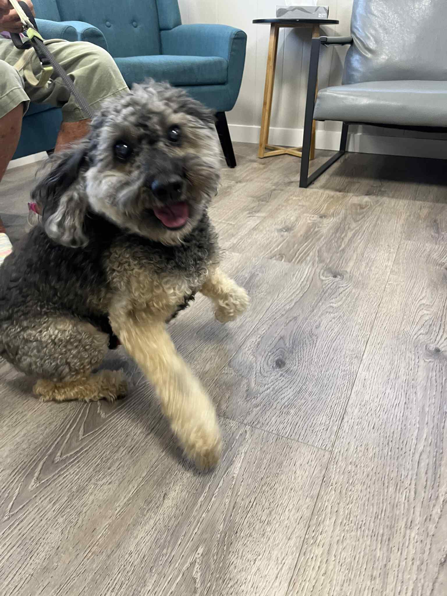 South Patrick Animal Hospital Indian Harbour Beach