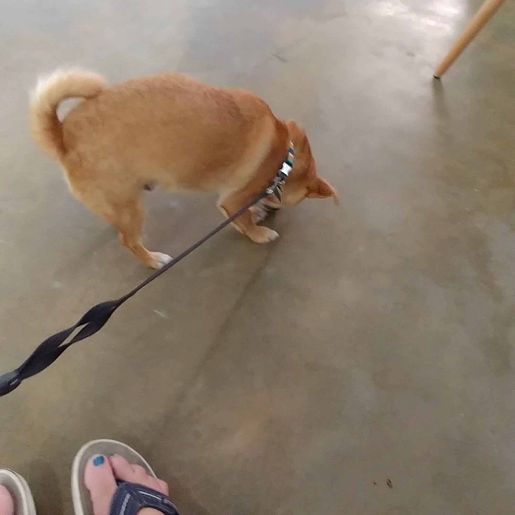 Kindness Pet Hospital East 30A, Seacrest, Florida Inlet Beach