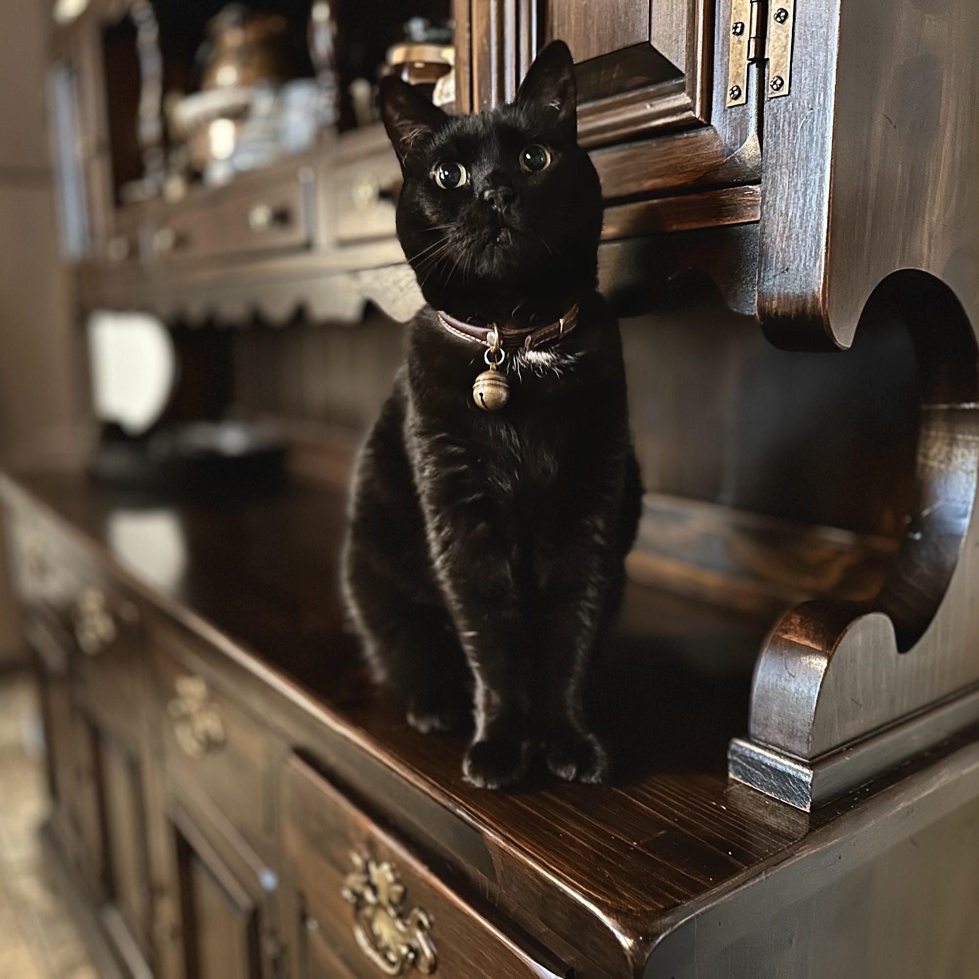 Floral City Animal Clinic Inverness