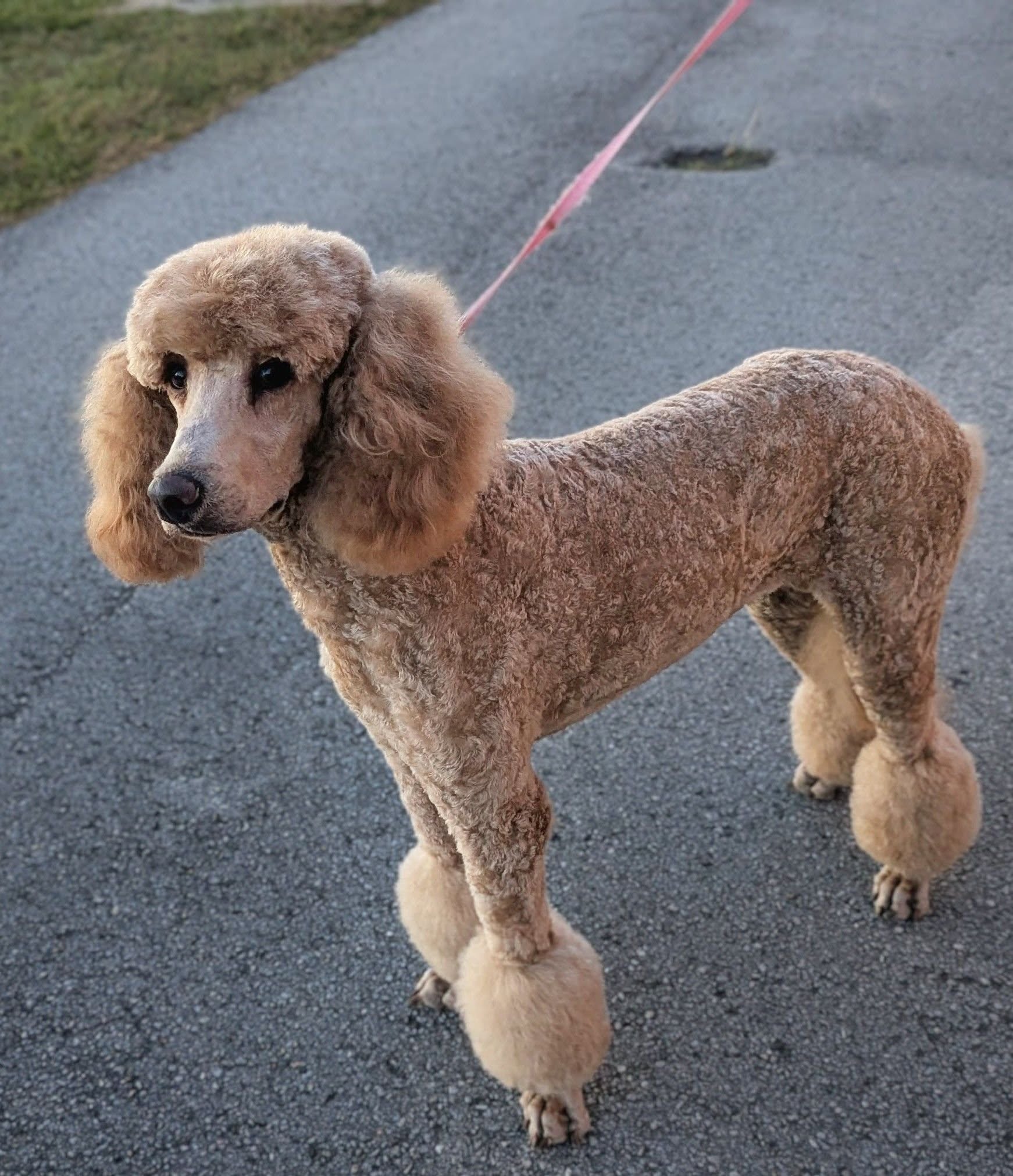 Grooming By Glenda Inverness