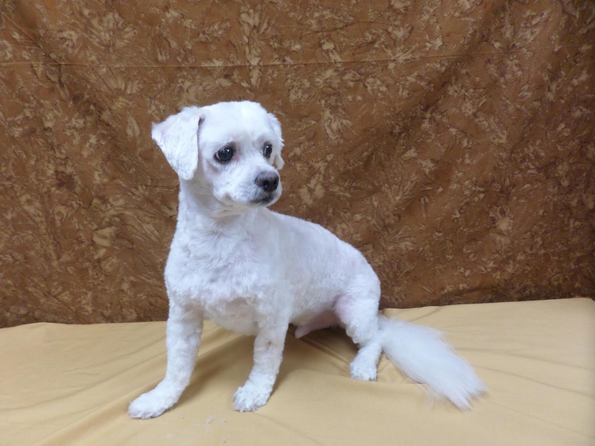 Darleens Fur Babies Grooming Salon Inverness