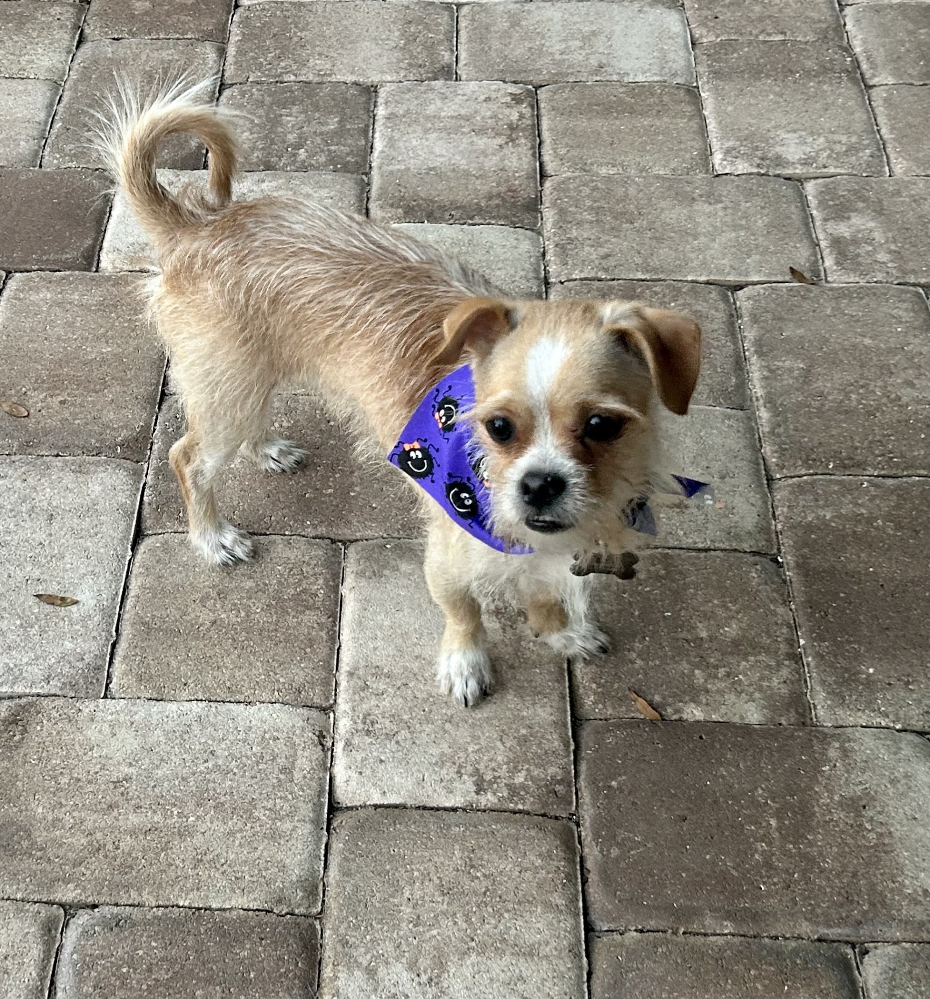 All Fur Paws Grooming Inverness