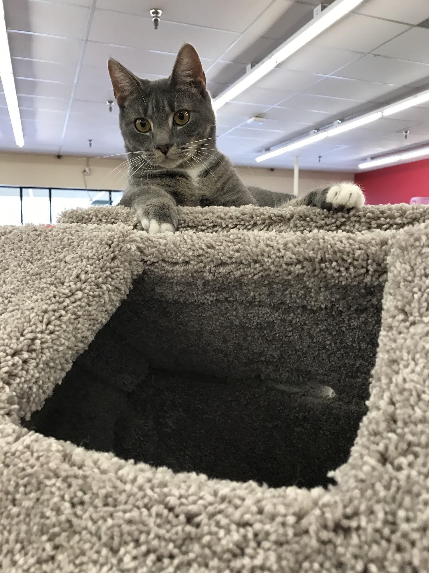 Pet Supermarket Inverness