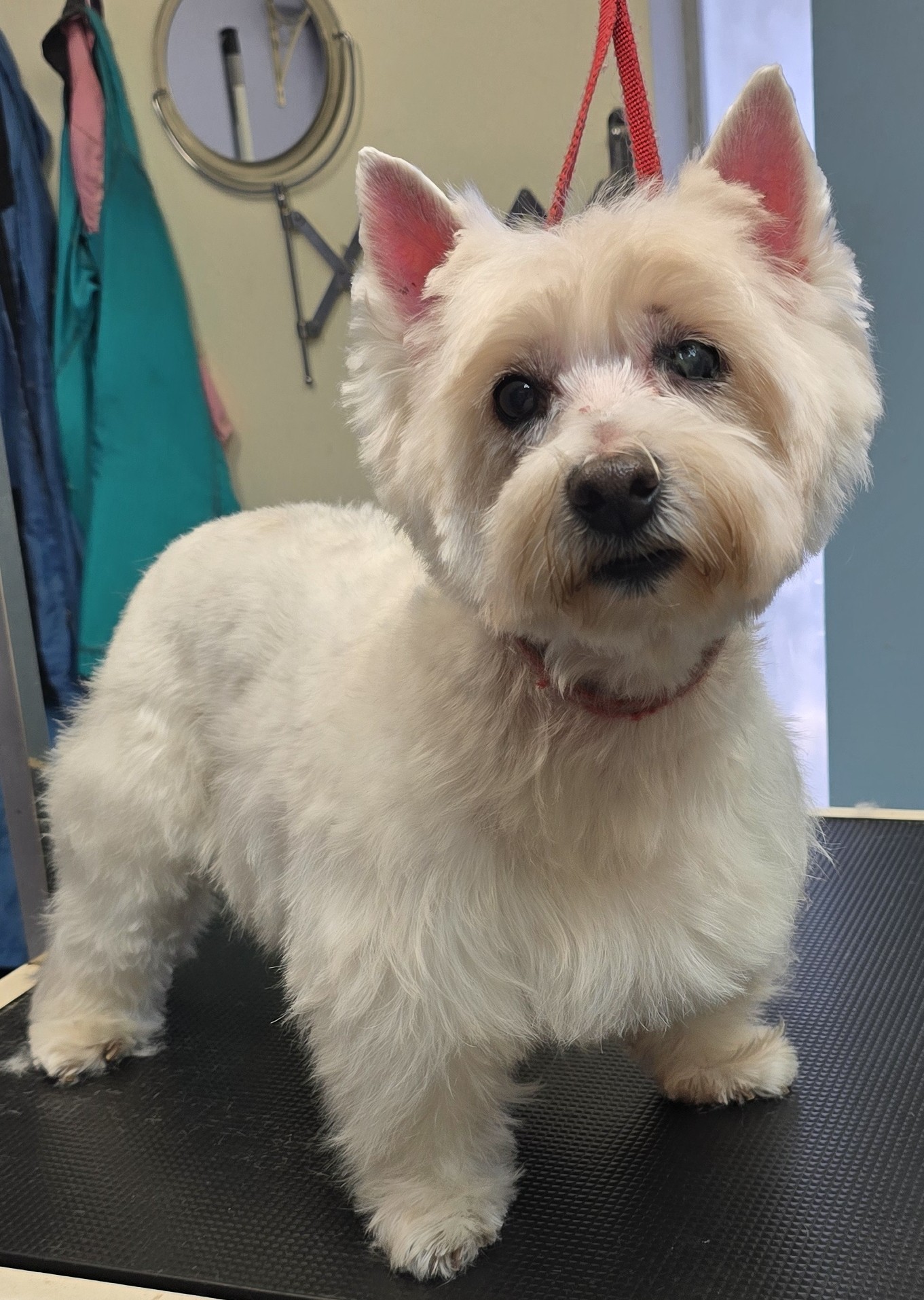 Adorable Doggie Grooming Inverness