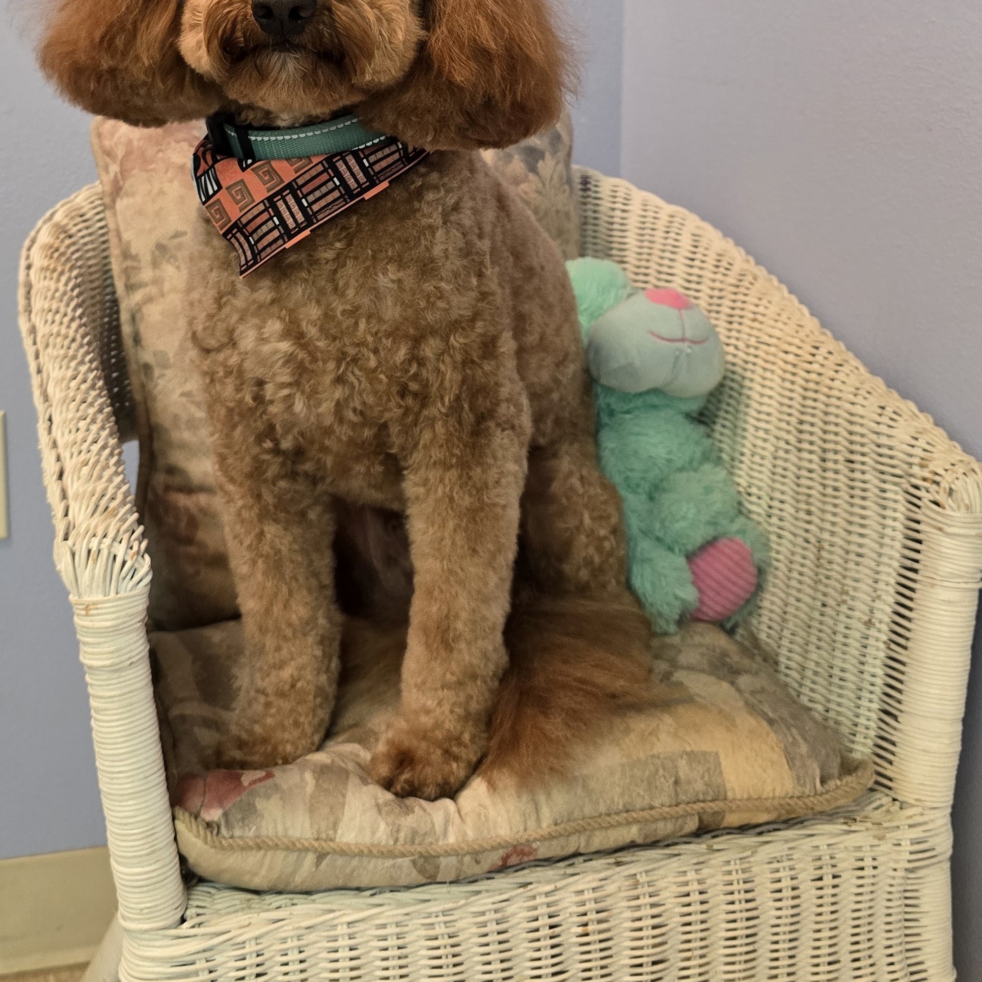 Adorable Doggie Grooming Inverness