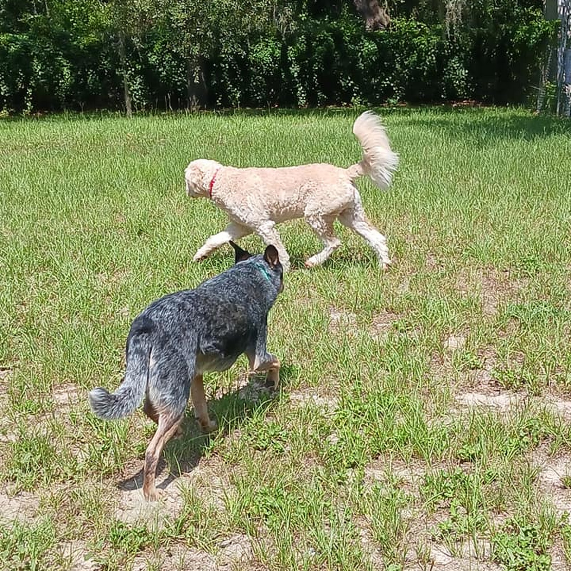 Lakeside Kennels Inverness