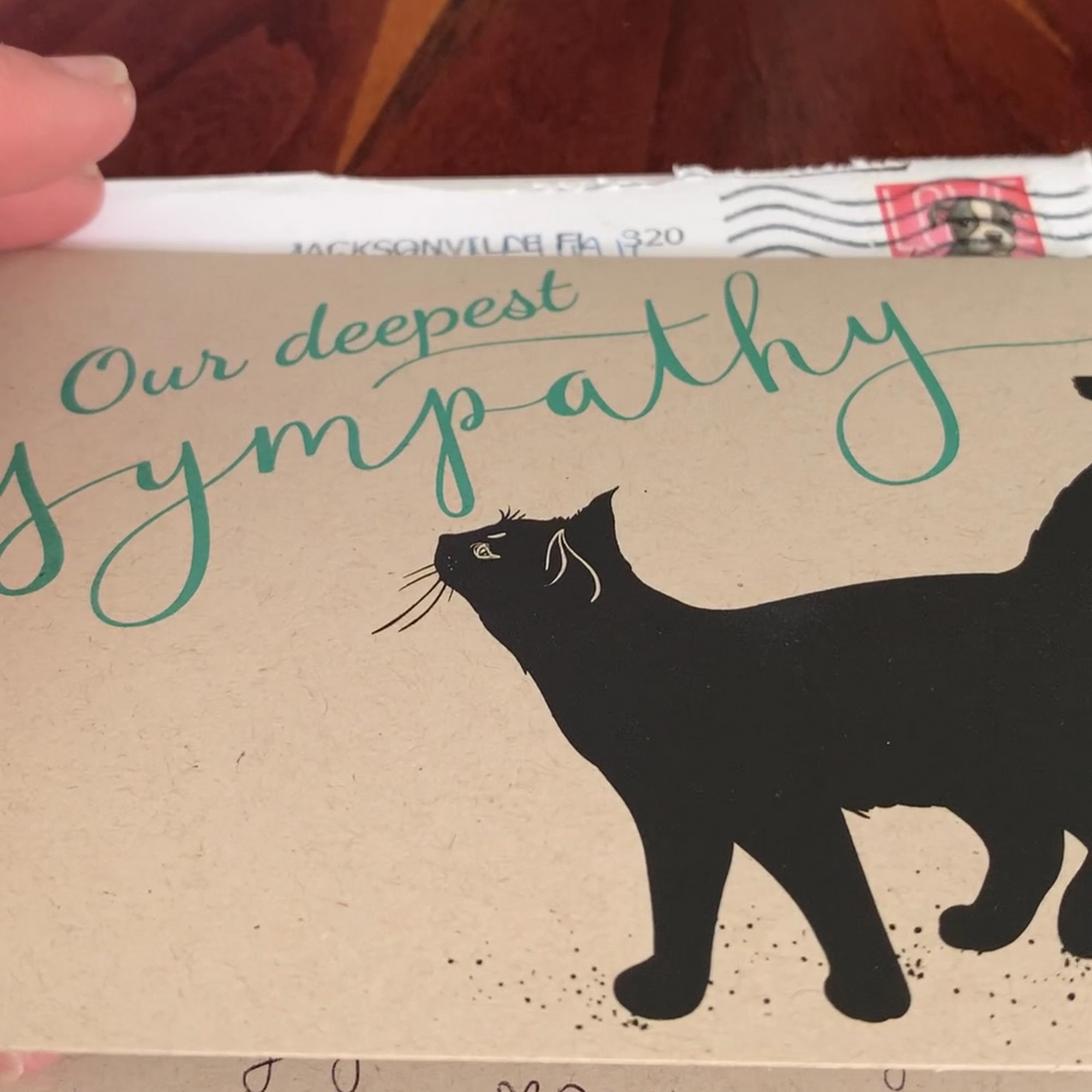 Beaches Animal Clinic Jacksonville Beach