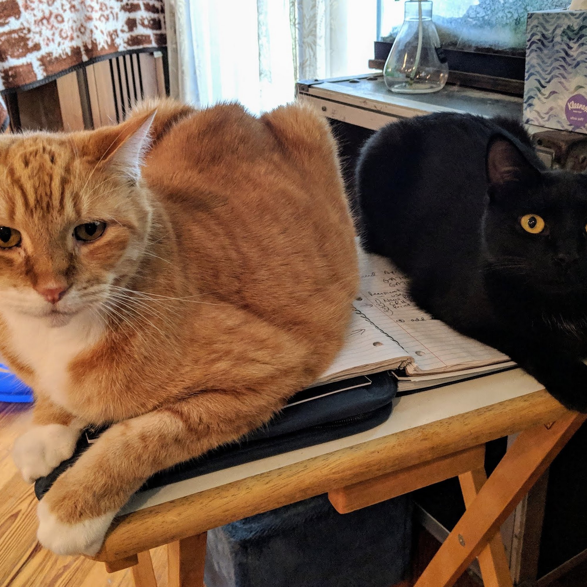 Shoreline Veterinary Hospital Jacksonville Beach