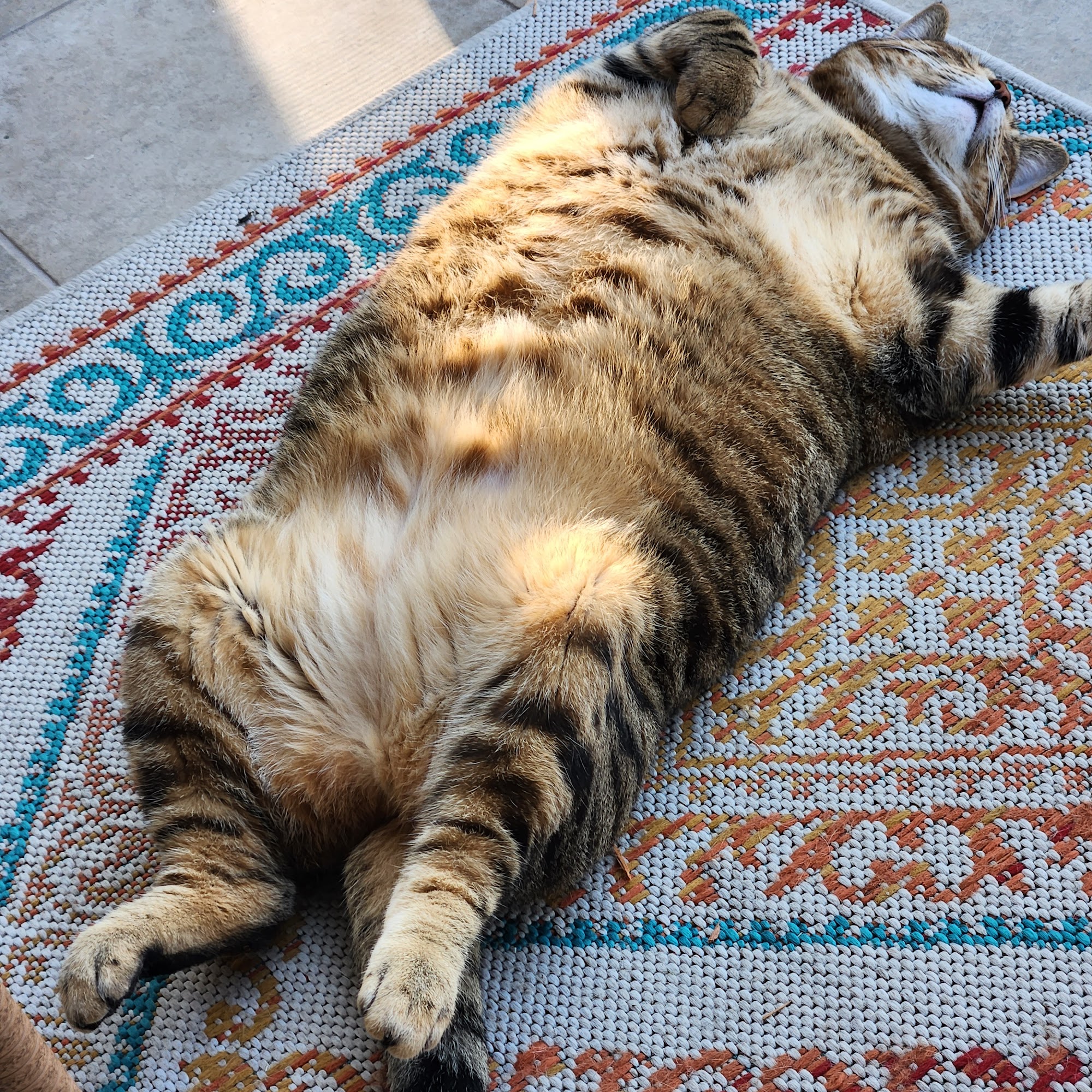 A Cat Clinic Inc Jacksonville Beach