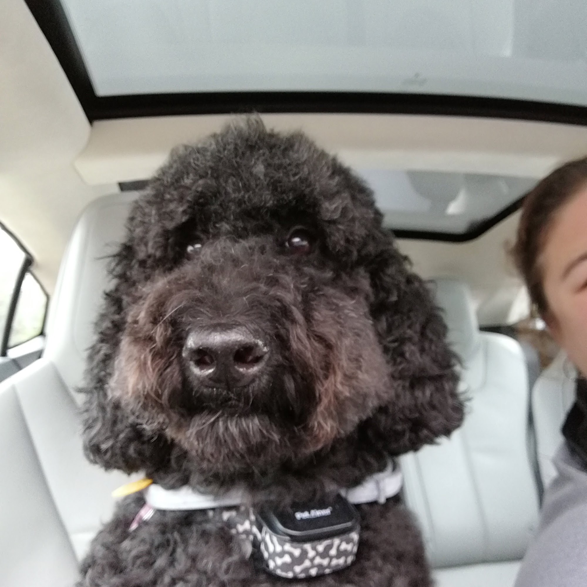 Deborah's Dog Styles Jacksonville Beach