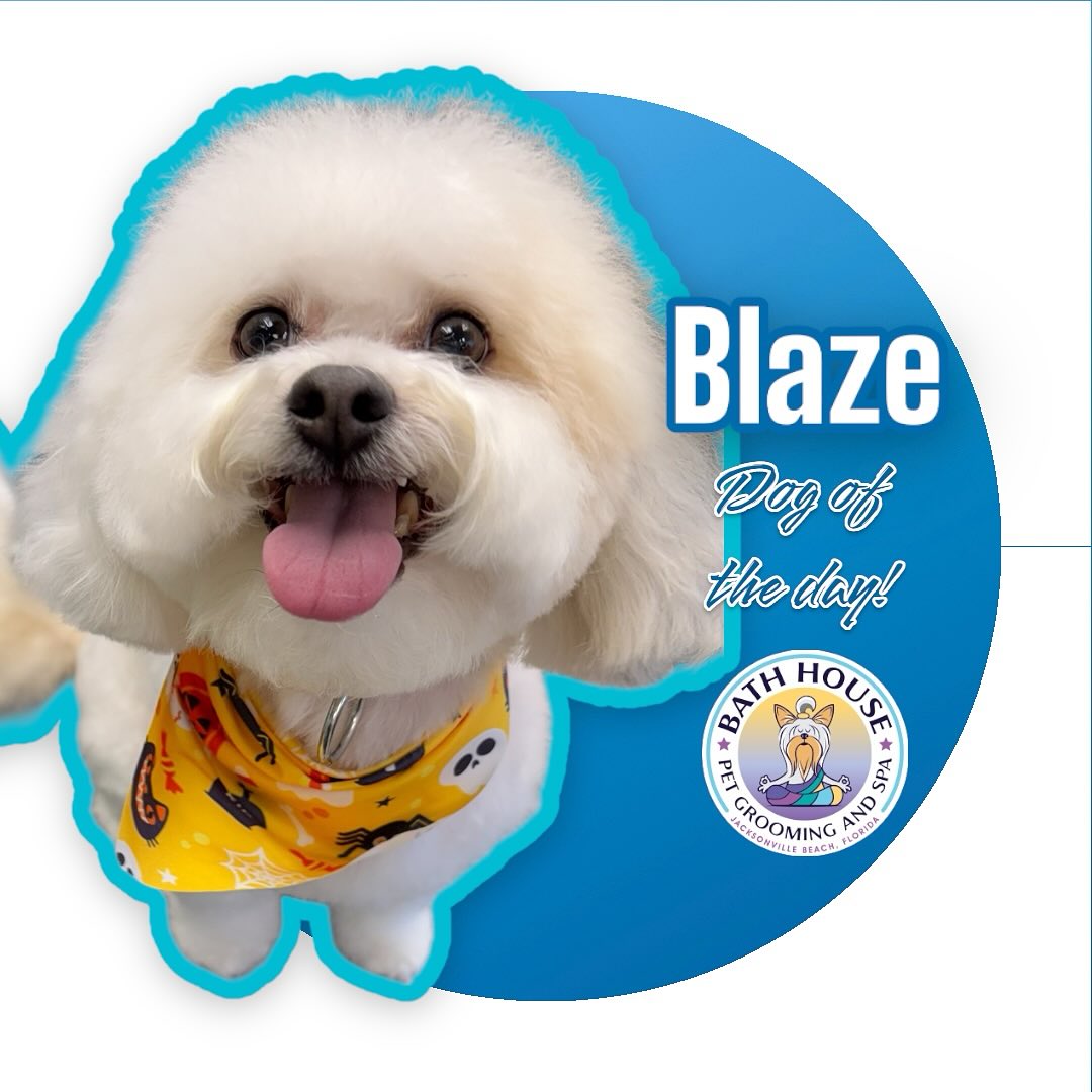 Bath House Pet Grooming Jacksonville Beach